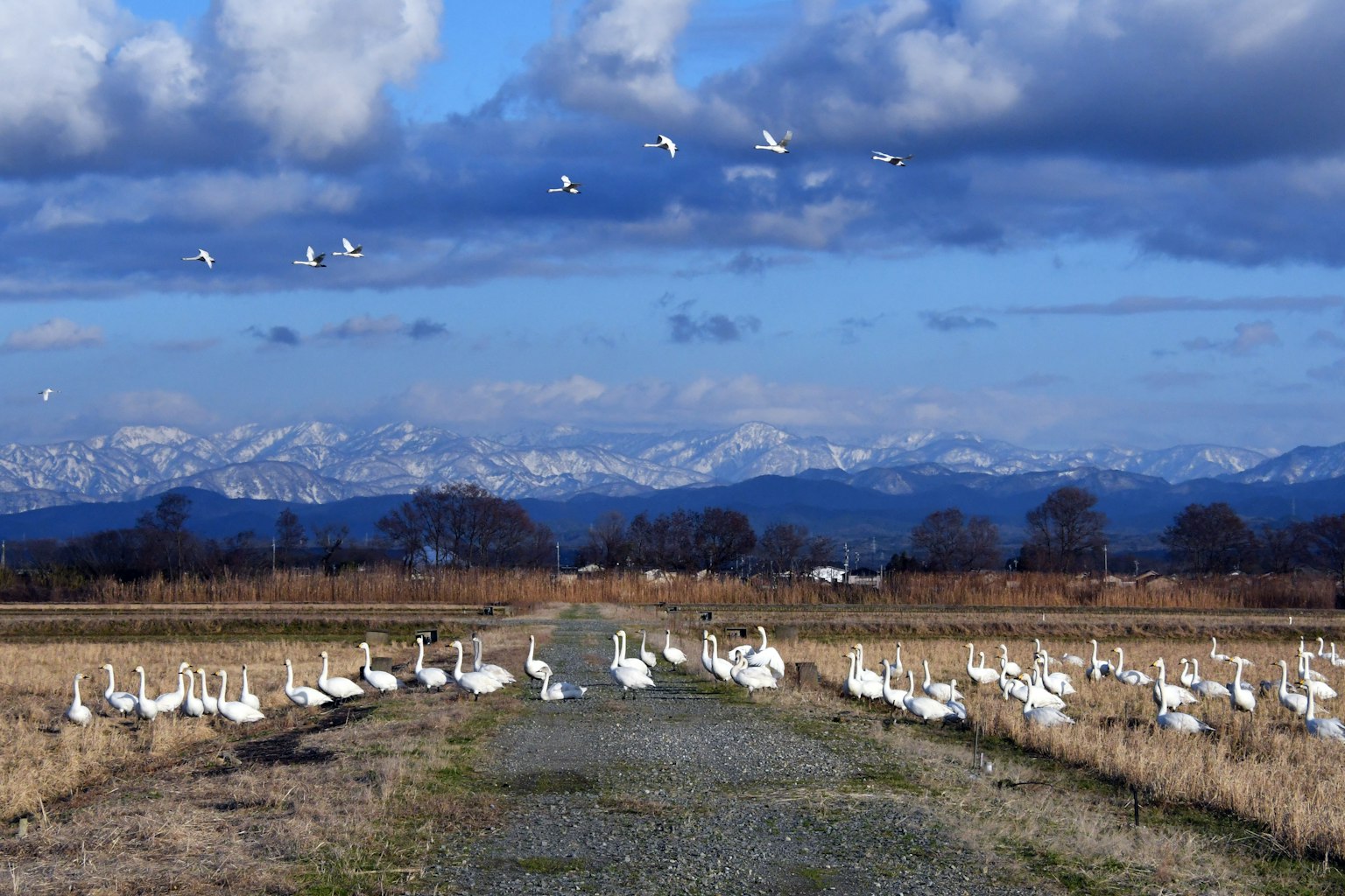 Un paysage avec des cygnes rassemblés dans un champ sous un ciel bleu
