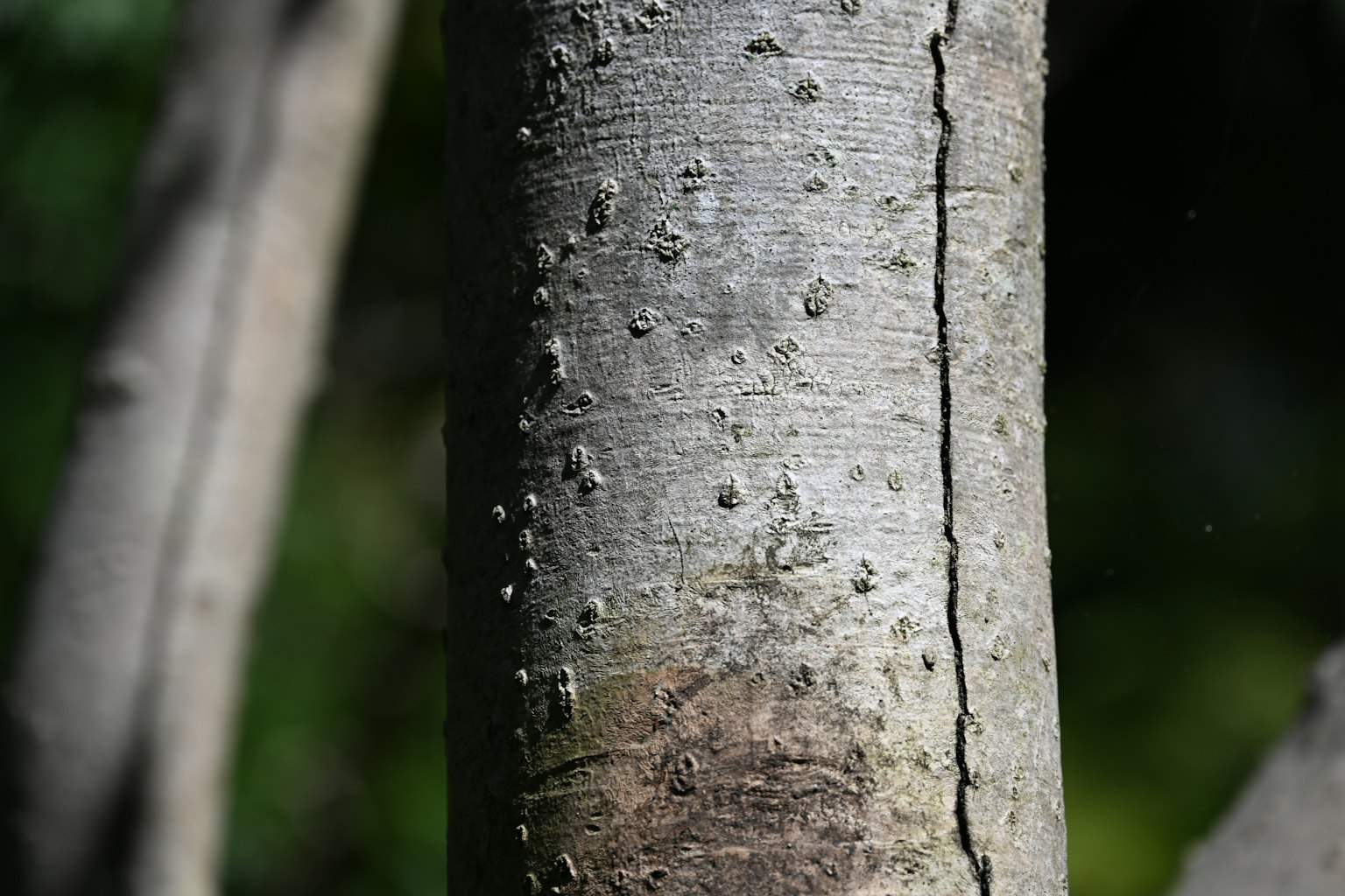 Detailed texture and protrusions on a tree trunk