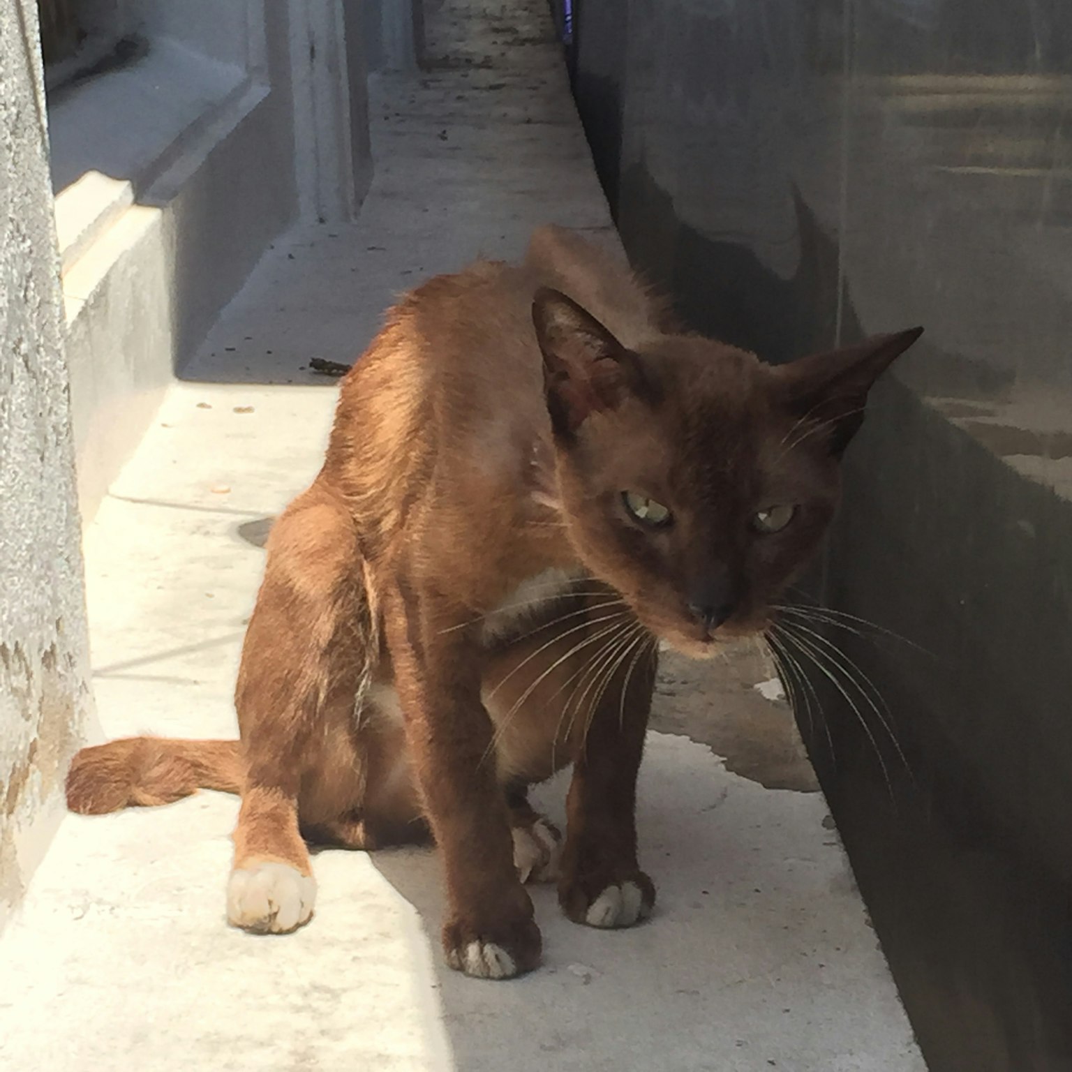 Kucing coklat duduk di jalur sempit di bawah sinar matahari