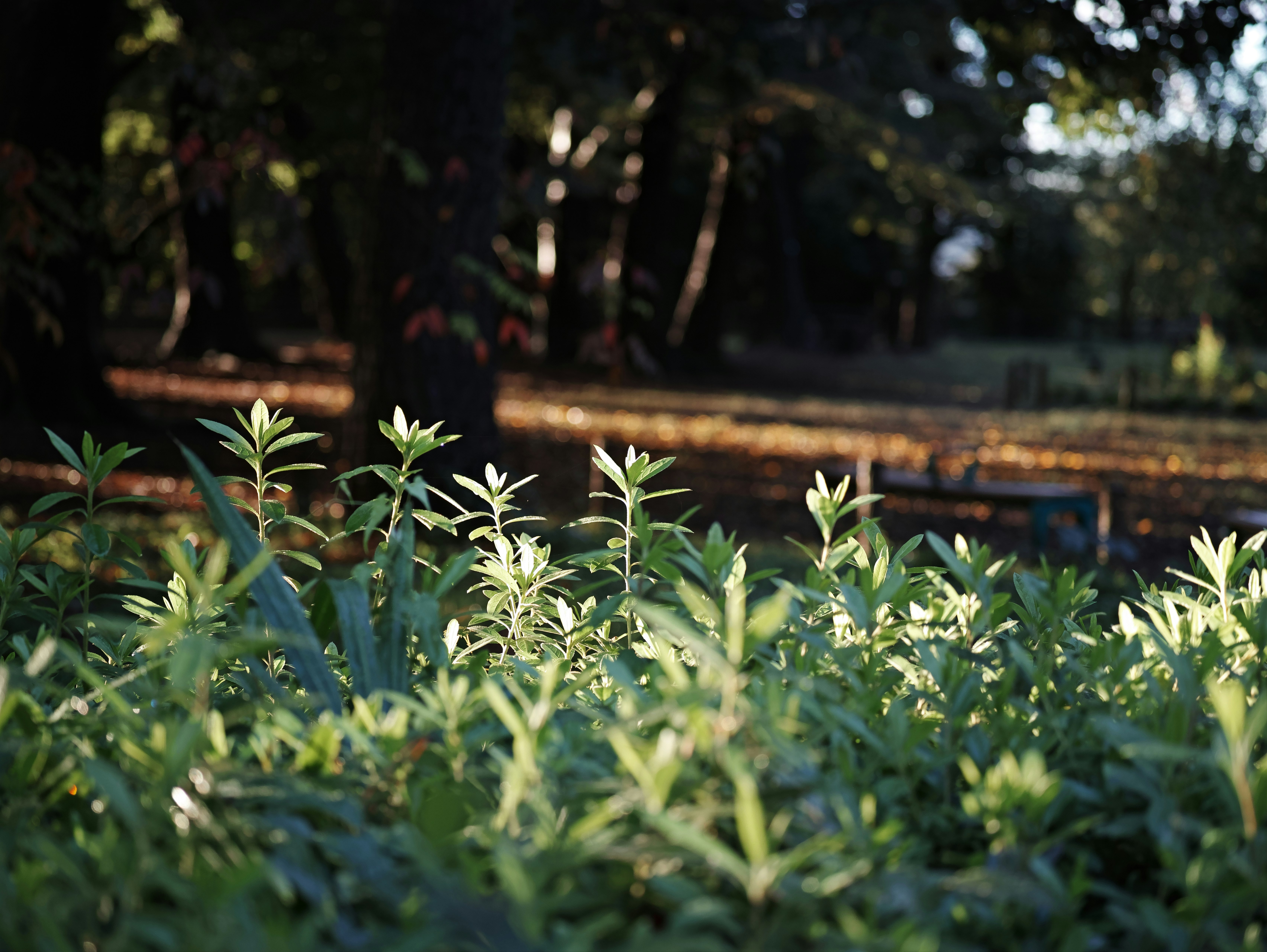 公園の木々の手前に広がる緑の植物