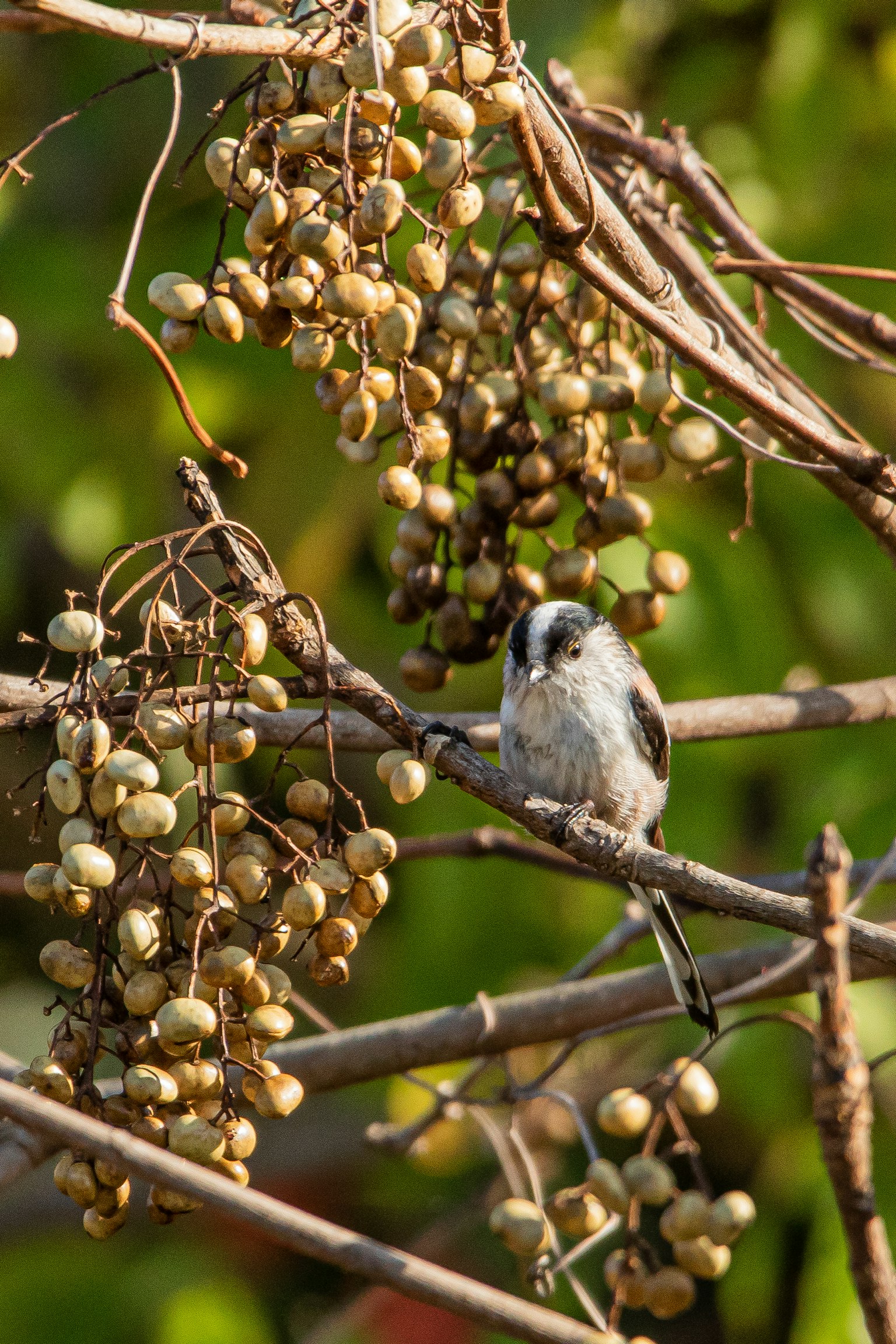 Ein kleiner Vogel sitzt auf einem Zweig mit hängenden fruchtähnlichen Schoten