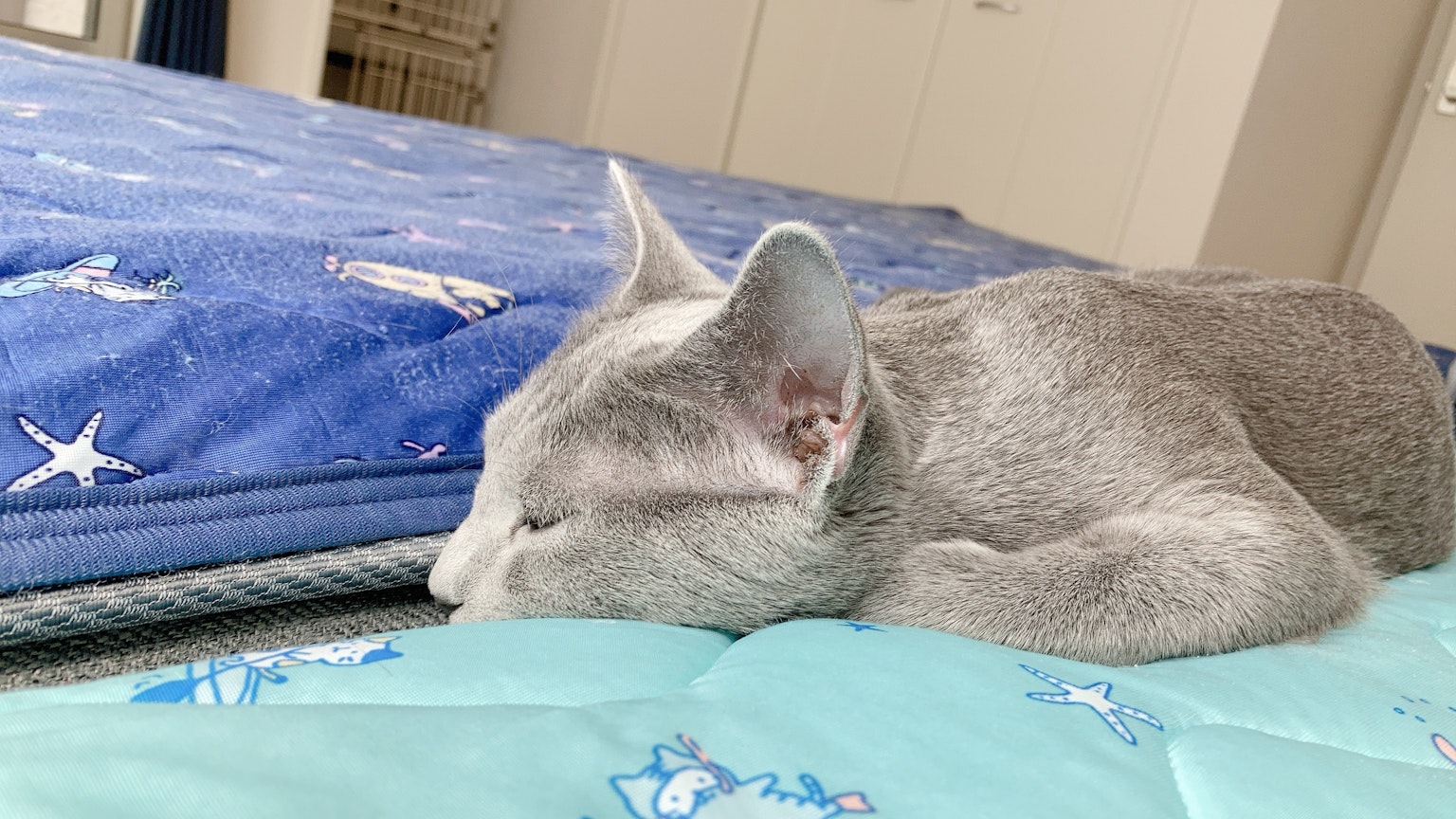 Chat gris dormant sur un lit bleu
