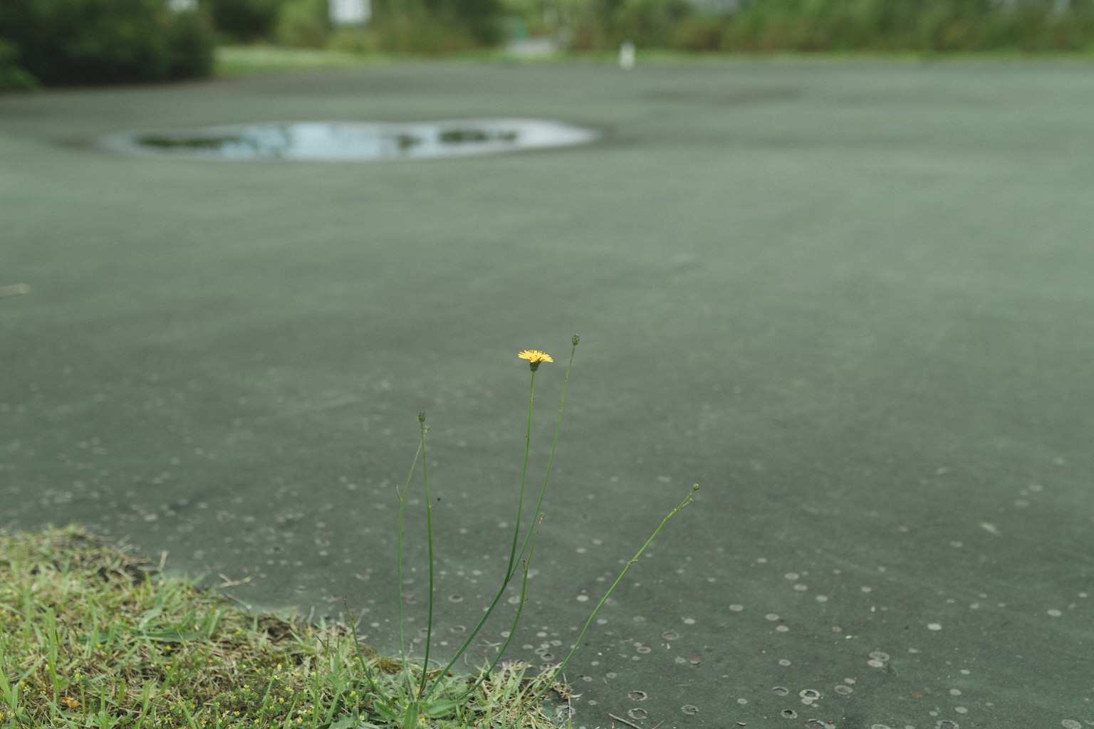 A small yellow object on a paved surface with greenery in the background