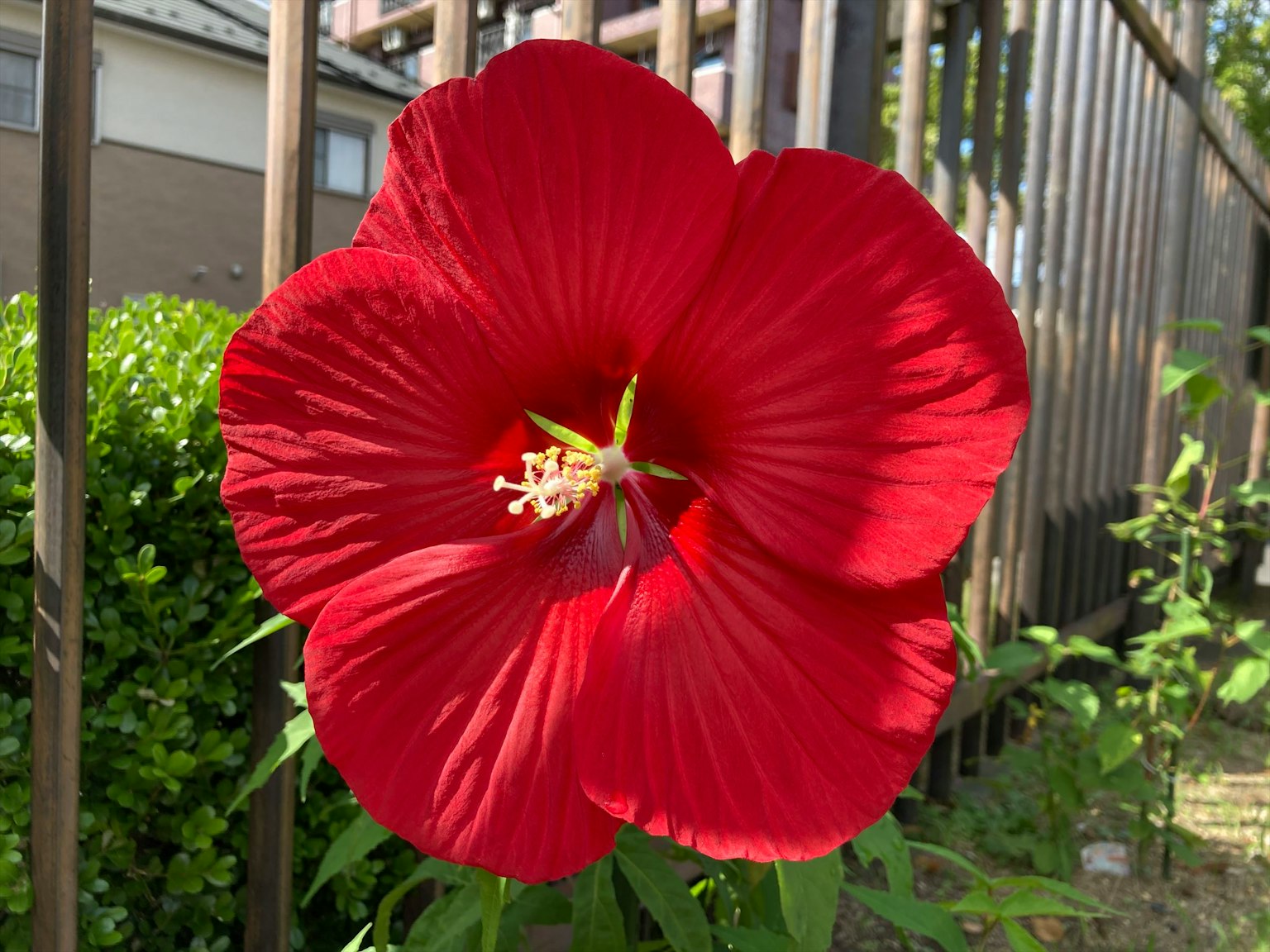 Fiore di ibisco rosso vibrante che fiorisce vicino a una recinzione