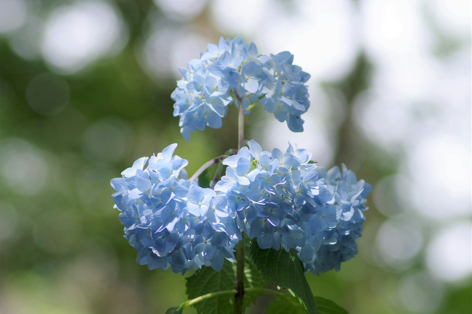 Primer plano de flores de hortensia azules en flor