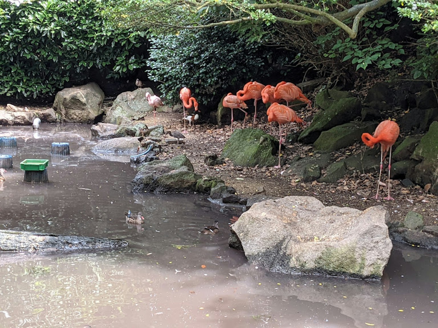 Pemandangan flamingo oranye yang beristirahat di dekat batu di tepi kolam