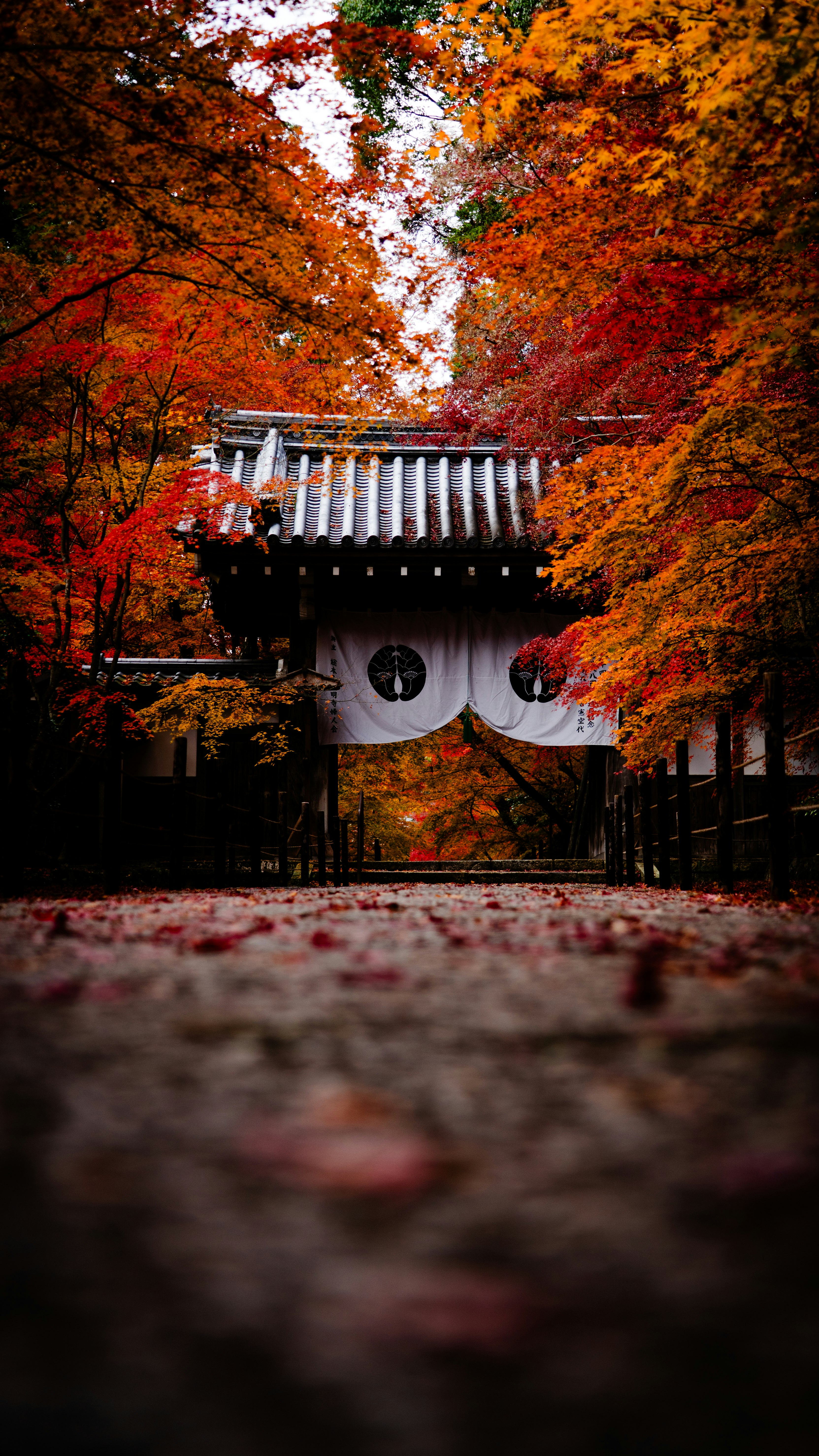 色づく紅葉に囲まれた白い門と石畳の参道