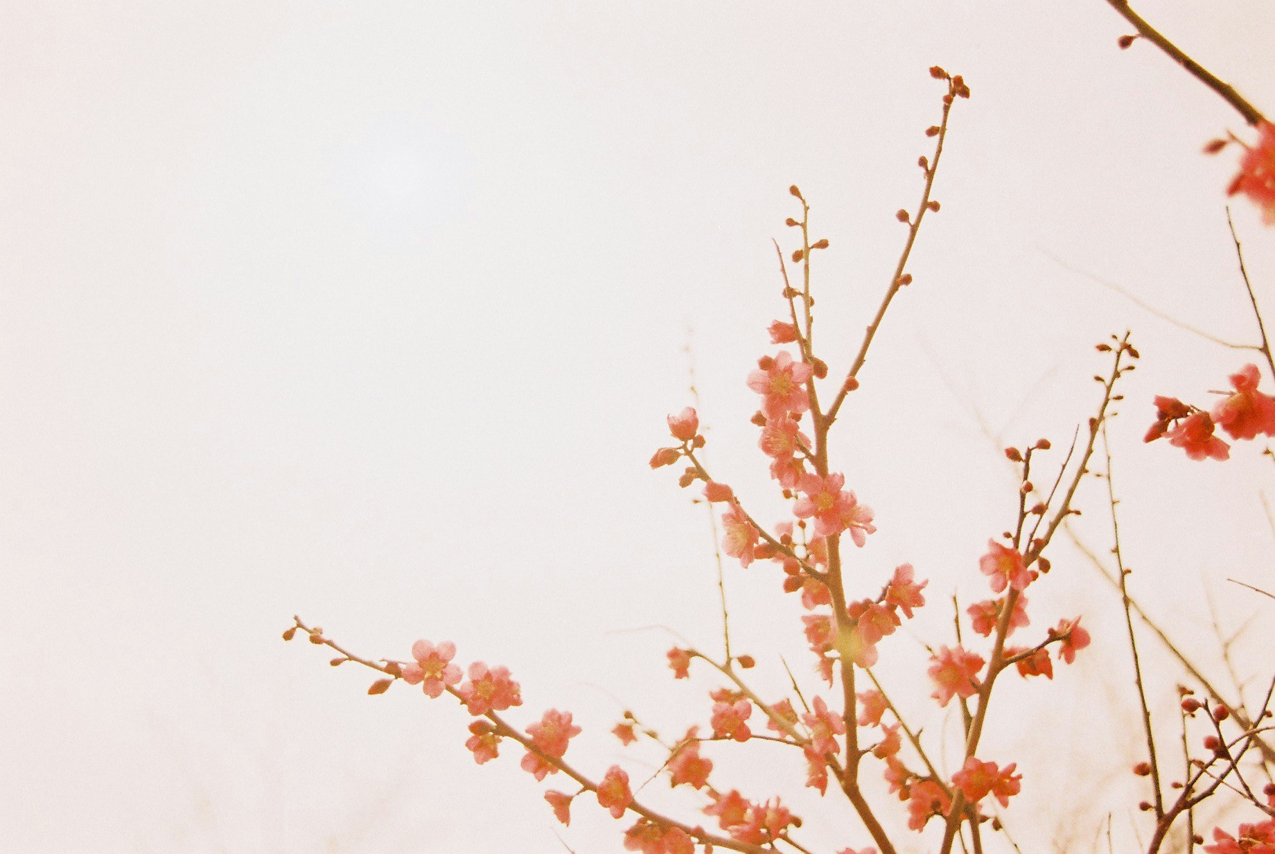 淡い空を背景にした桜の枝と花