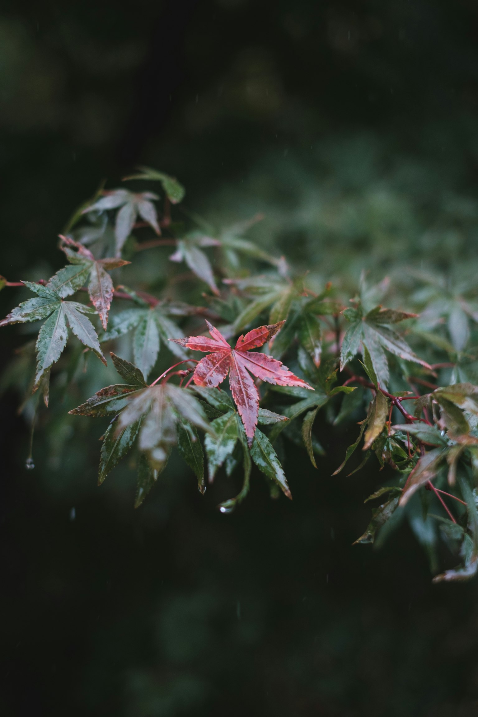 Maple branch with green and red leaves detailed in raindrops