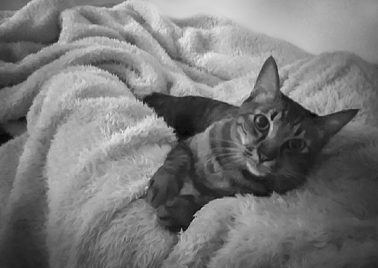 毛布の上でくつろぐ猫のモノクロ画像