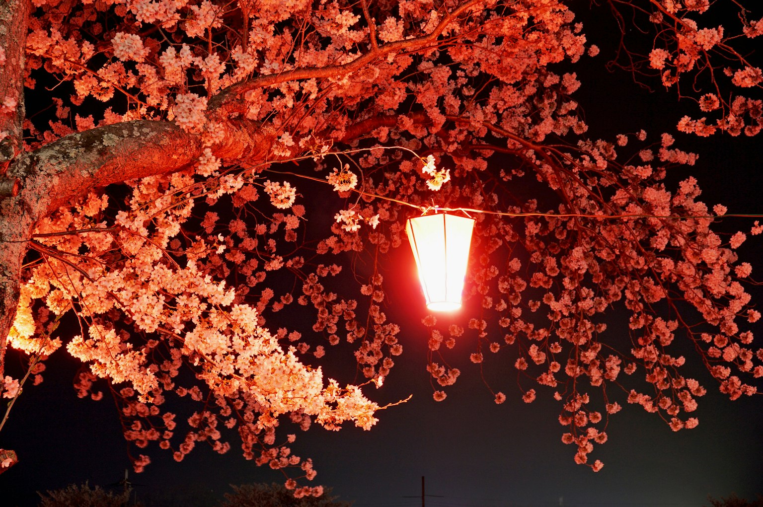 Cherry blossoms illuminated by a red lantern at night