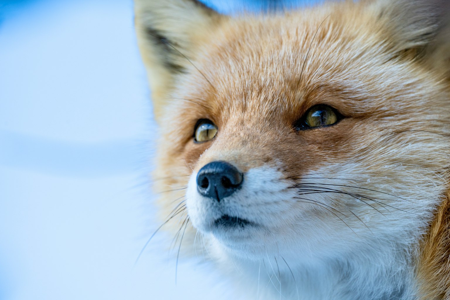 在雪中静静站立的狐狸面部特写