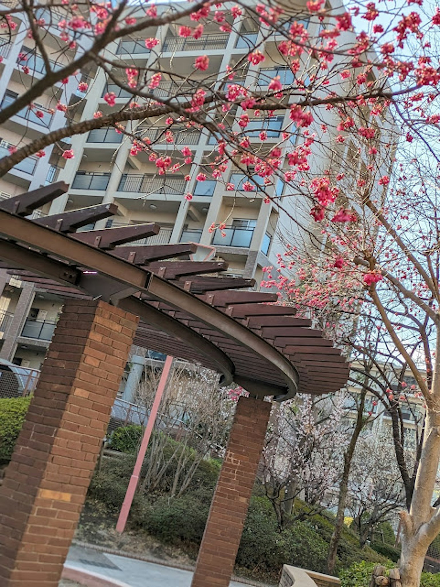 Parkbogen mit blühenden Kirschbäumen und einem Hochhaus im Hintergrund