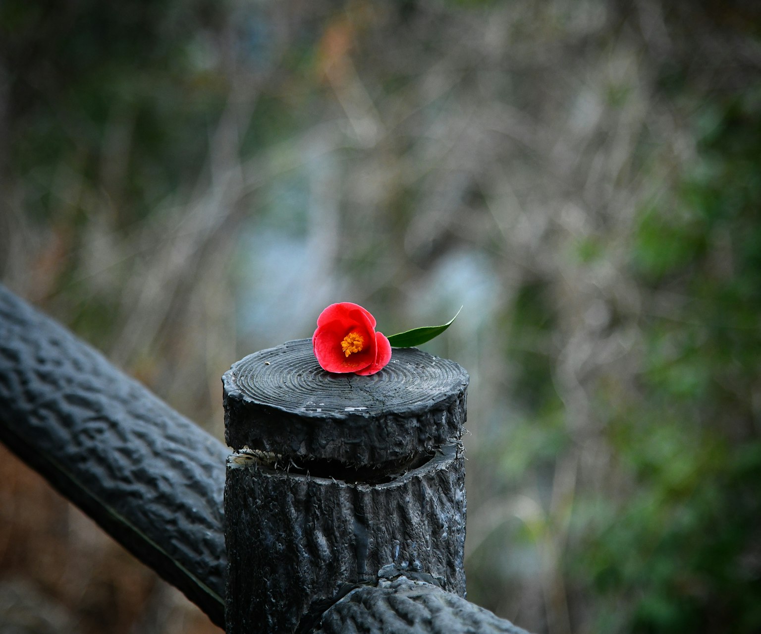 紅花與綠葉 resting 在木樁上