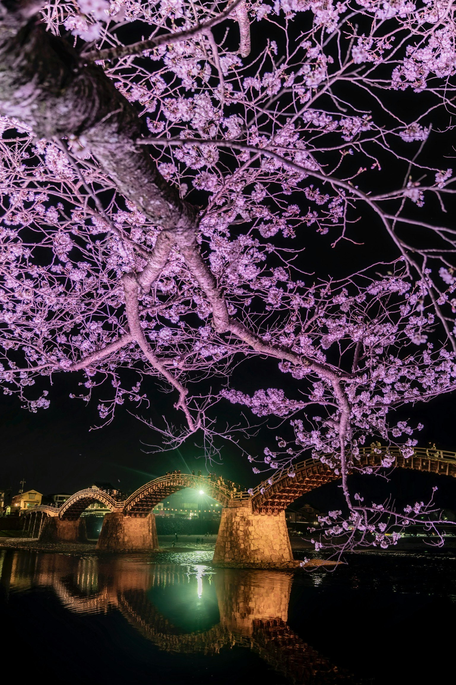 Bellissima scena notturna di ciliegi in fiore e un ponte