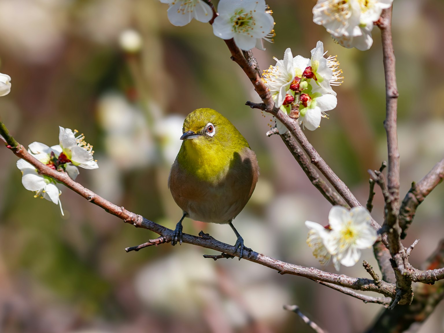 A yellow bird perched on a branch with white blossoms