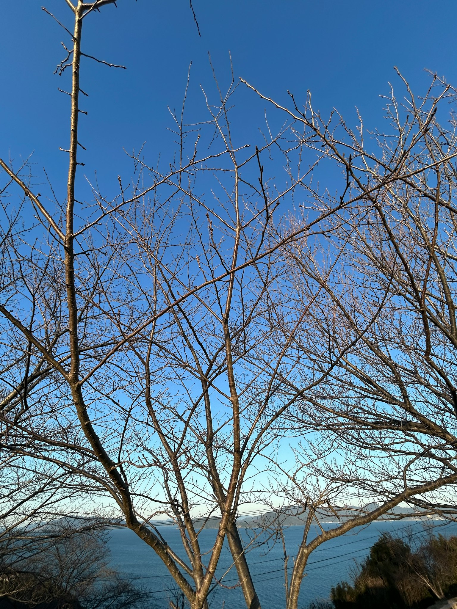 Una vista di rami d'albero spogli contro un cielo blu chiaro