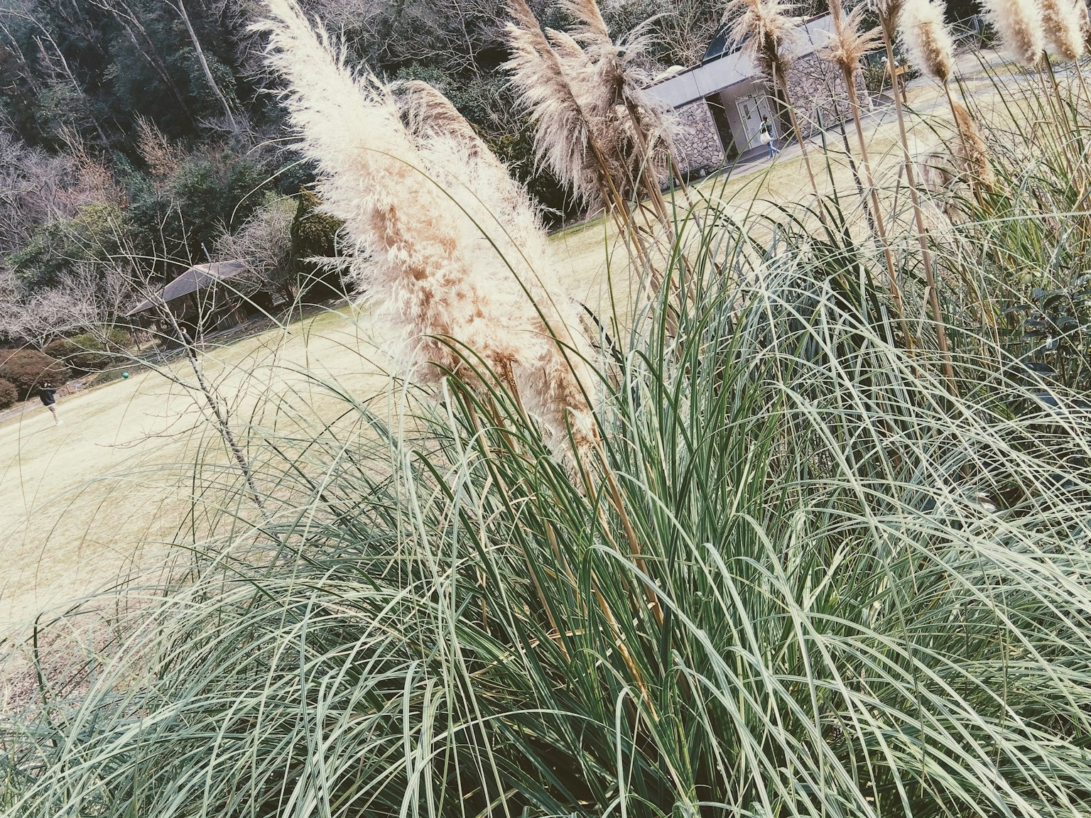Graminacea pampas dai colori tenui che crescono in un campo con paesaggio circostante
