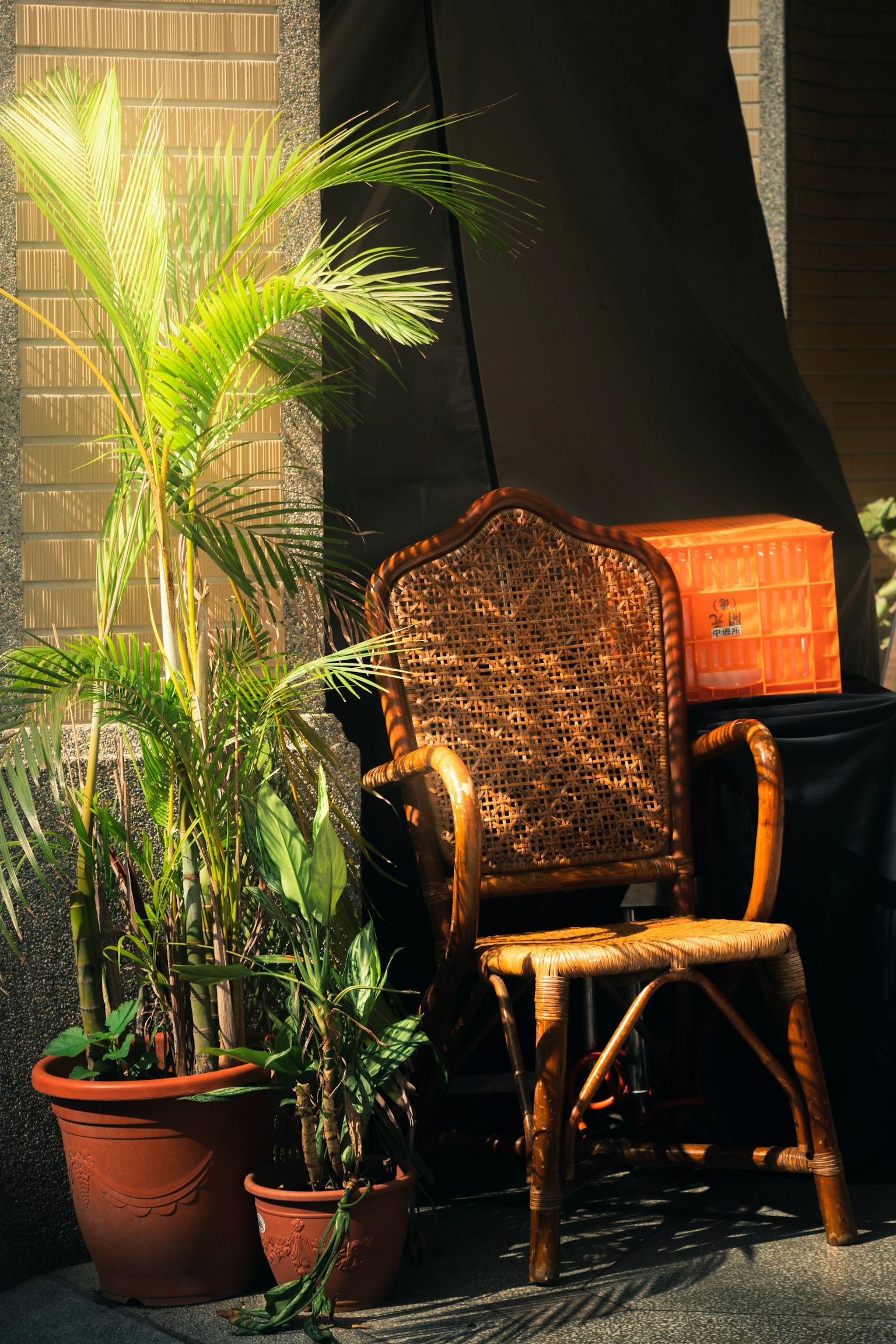 椰子の木と籐の椅子がある屋外の風景