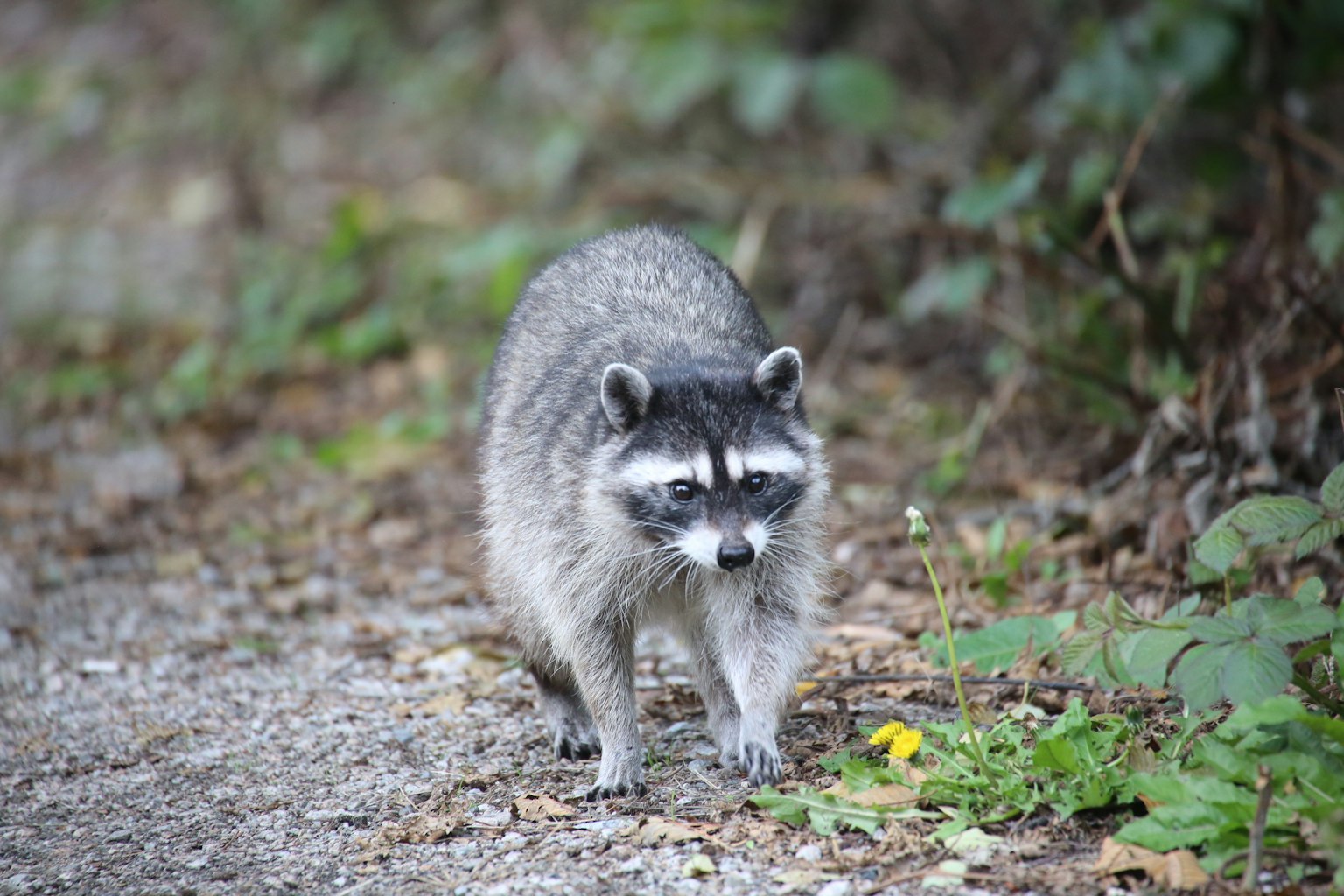 Un mapache caminando por un sendero con vegetación