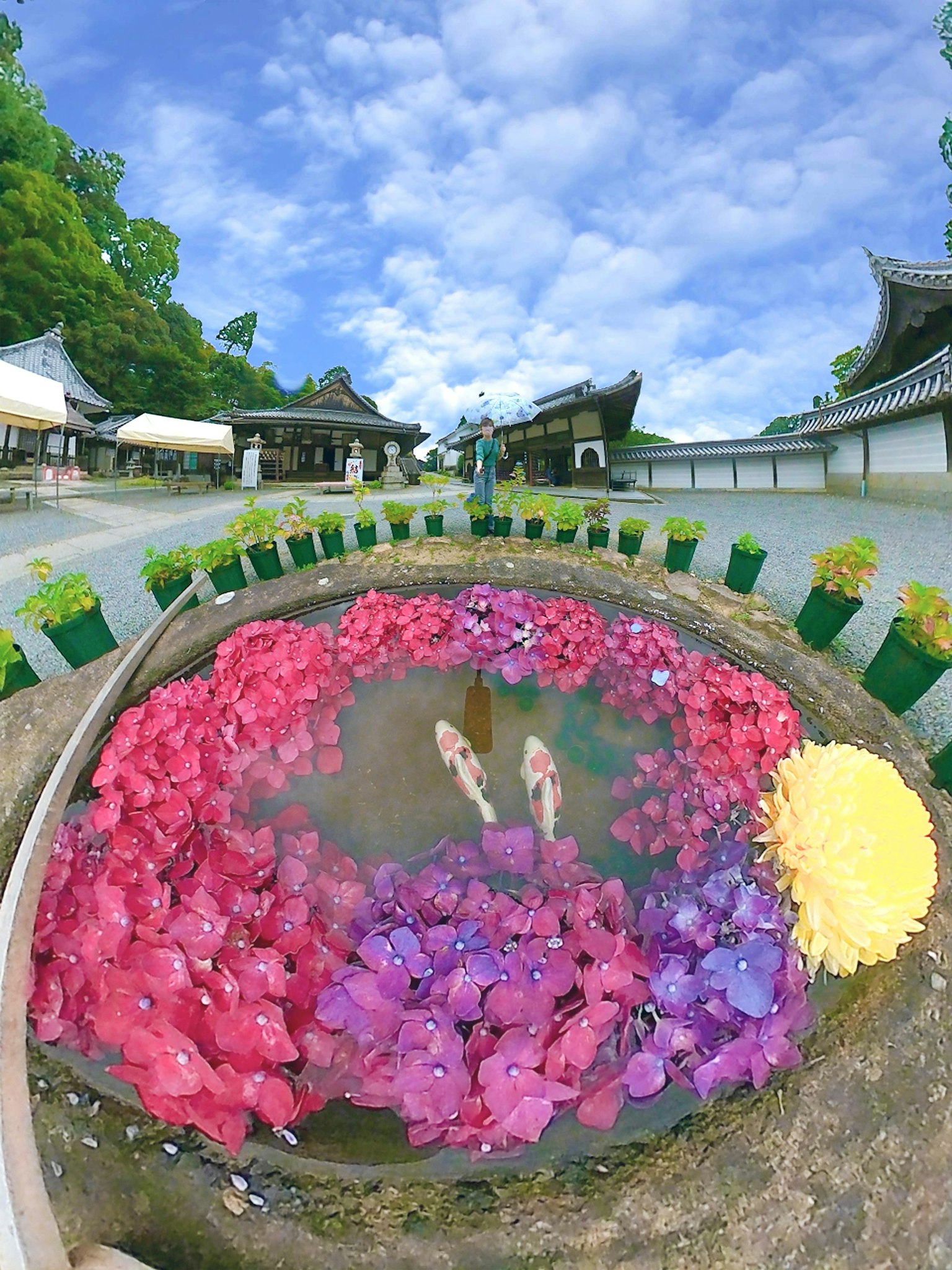 Kolam indah dengan teratai berwarna-warni dan ikan koi