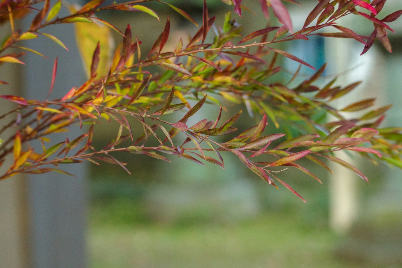 特写一根带有彩色叶子的树枝
