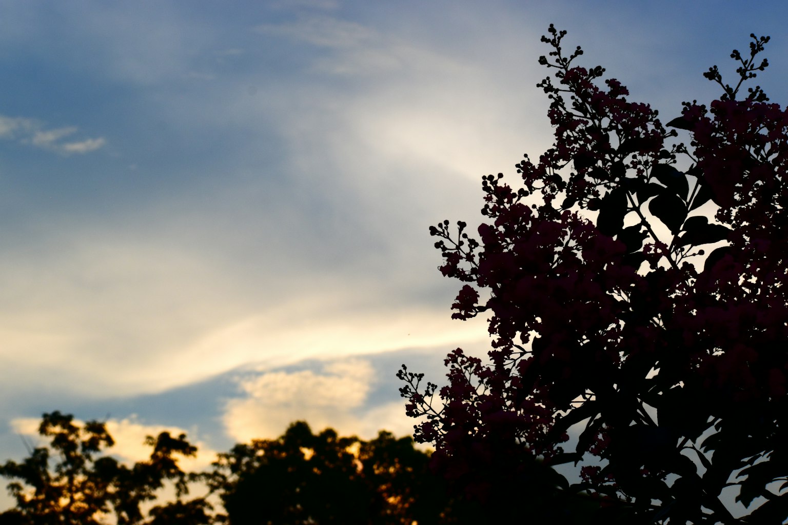 Silueta de árboles contra un cielo al atardecer