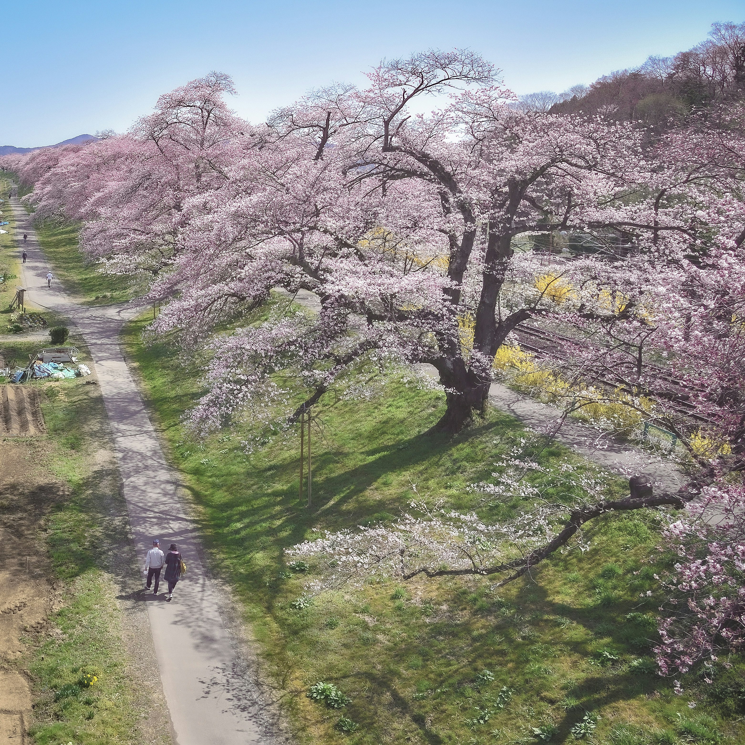 桜並木と小道のある春の公園風景