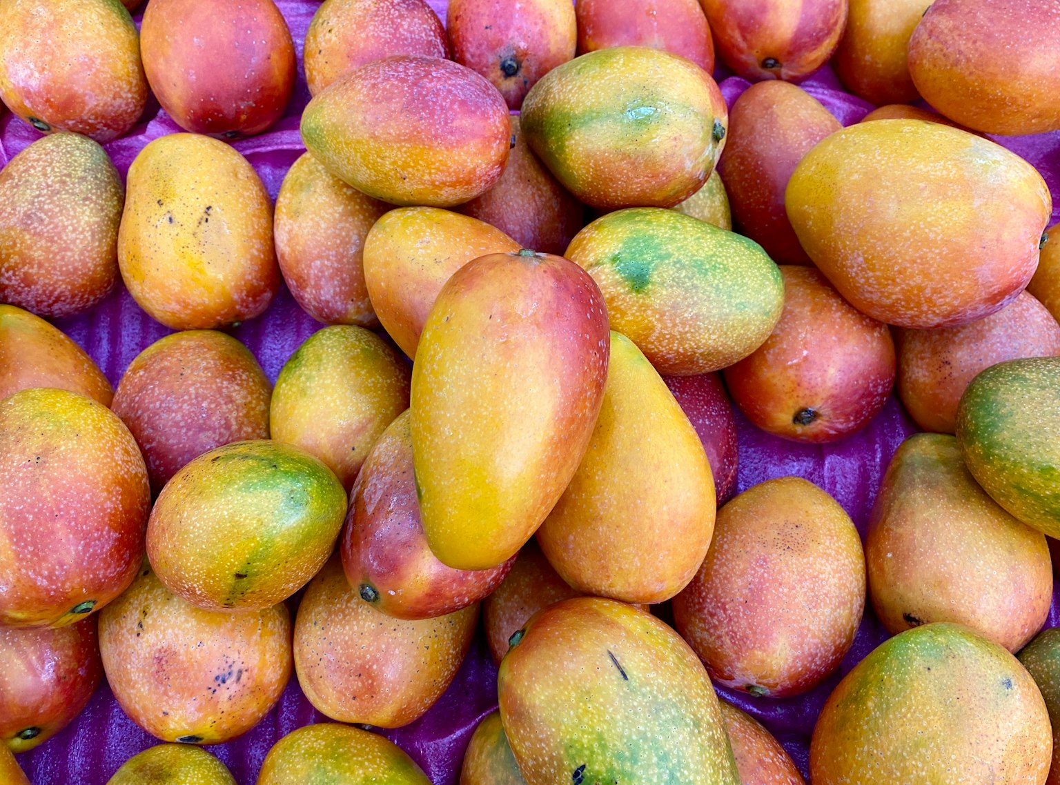 Berbagai mangga disusun di atas kain ungu