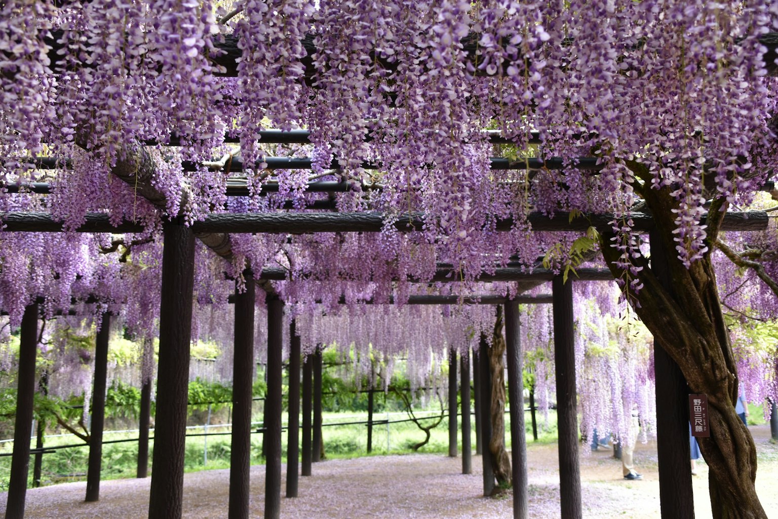 Pathway beneath cascading purple wisteria flowers in a serene garden