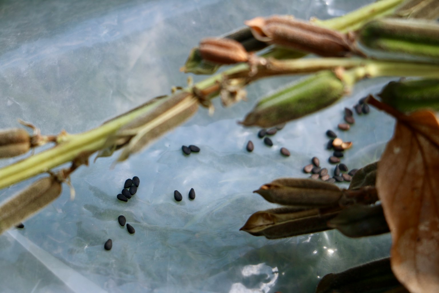 Gambar menunjukkan detail biji dan daun tanaman