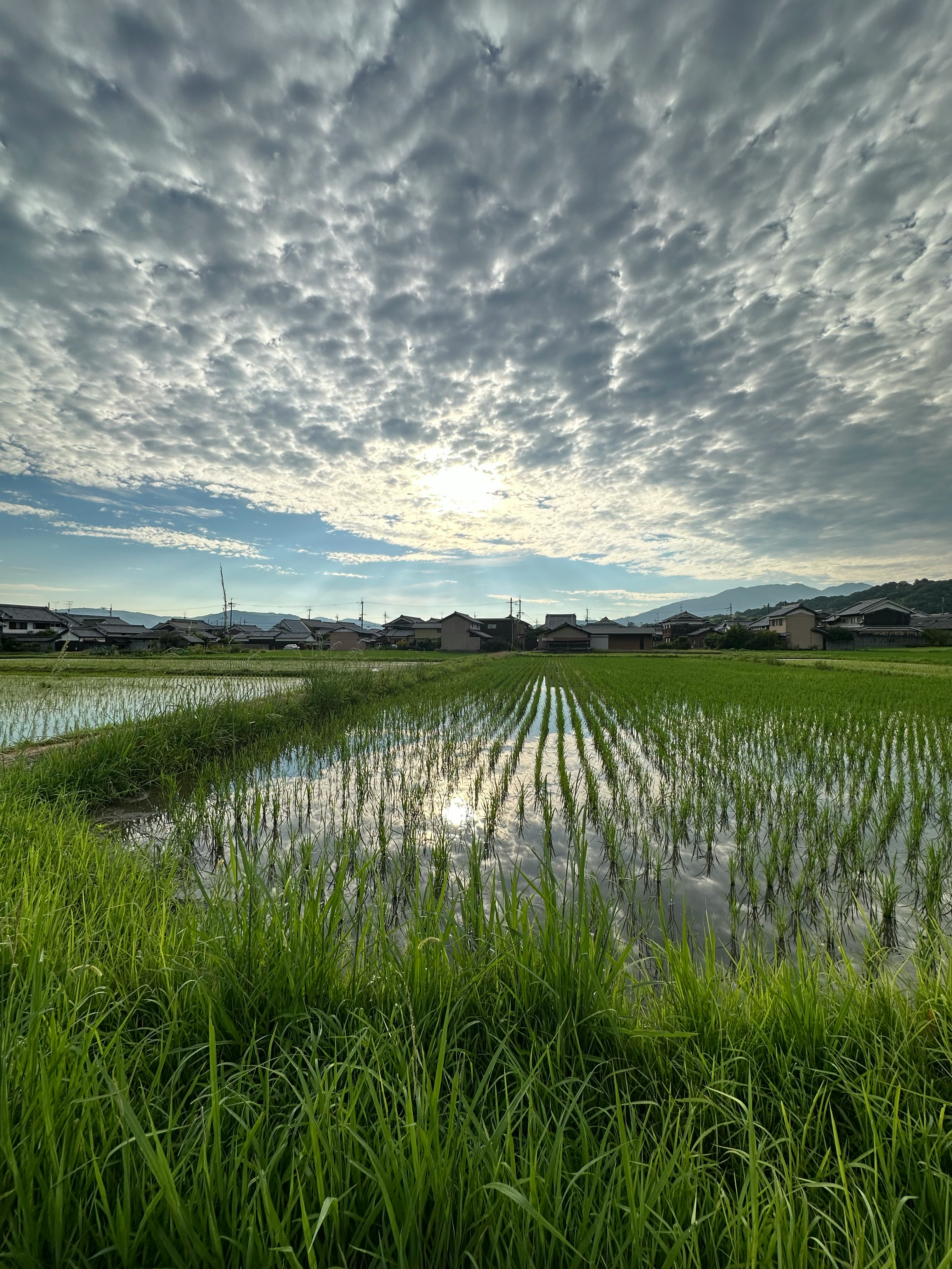 水田の朝の風景、雲の広がる空と夕日が差す田んぼの畦道