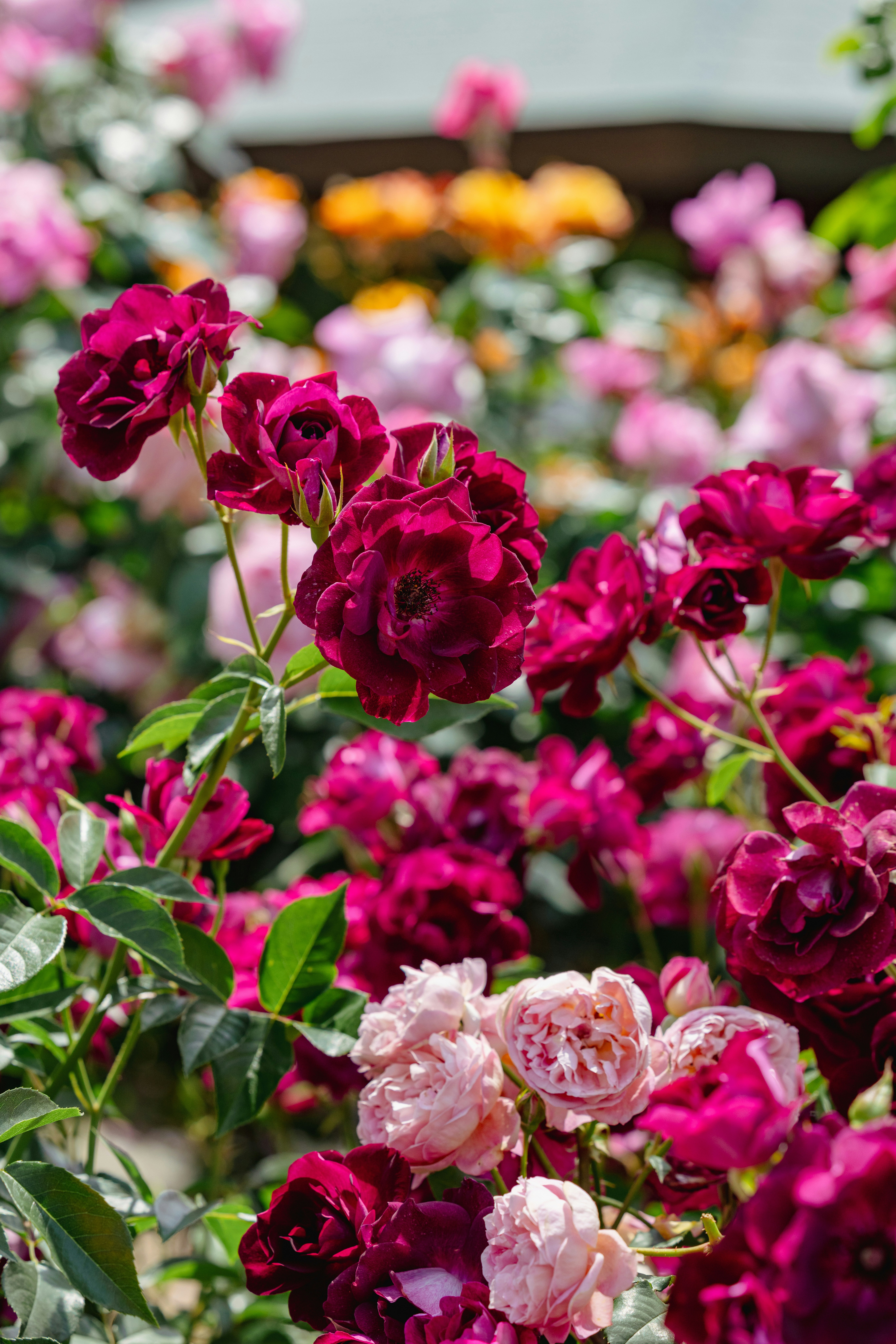 色とりどりのバラの花が咲いている庭の風景