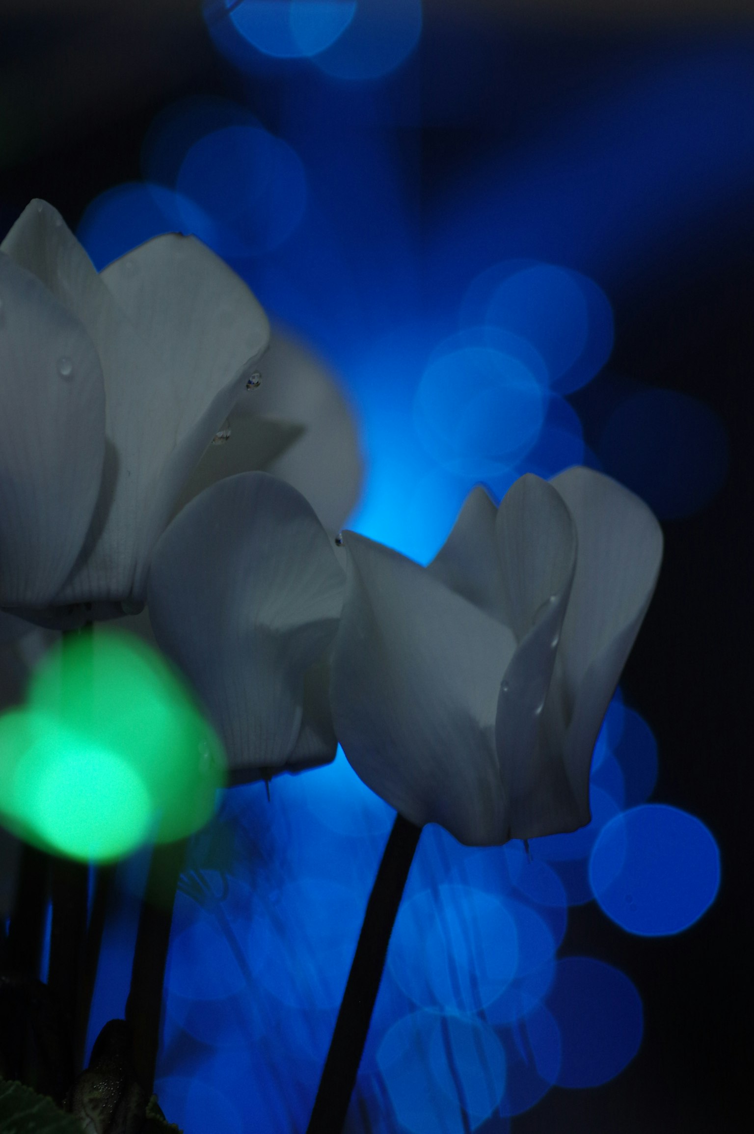 Gros plan de fleurs blanches sur fond bleu