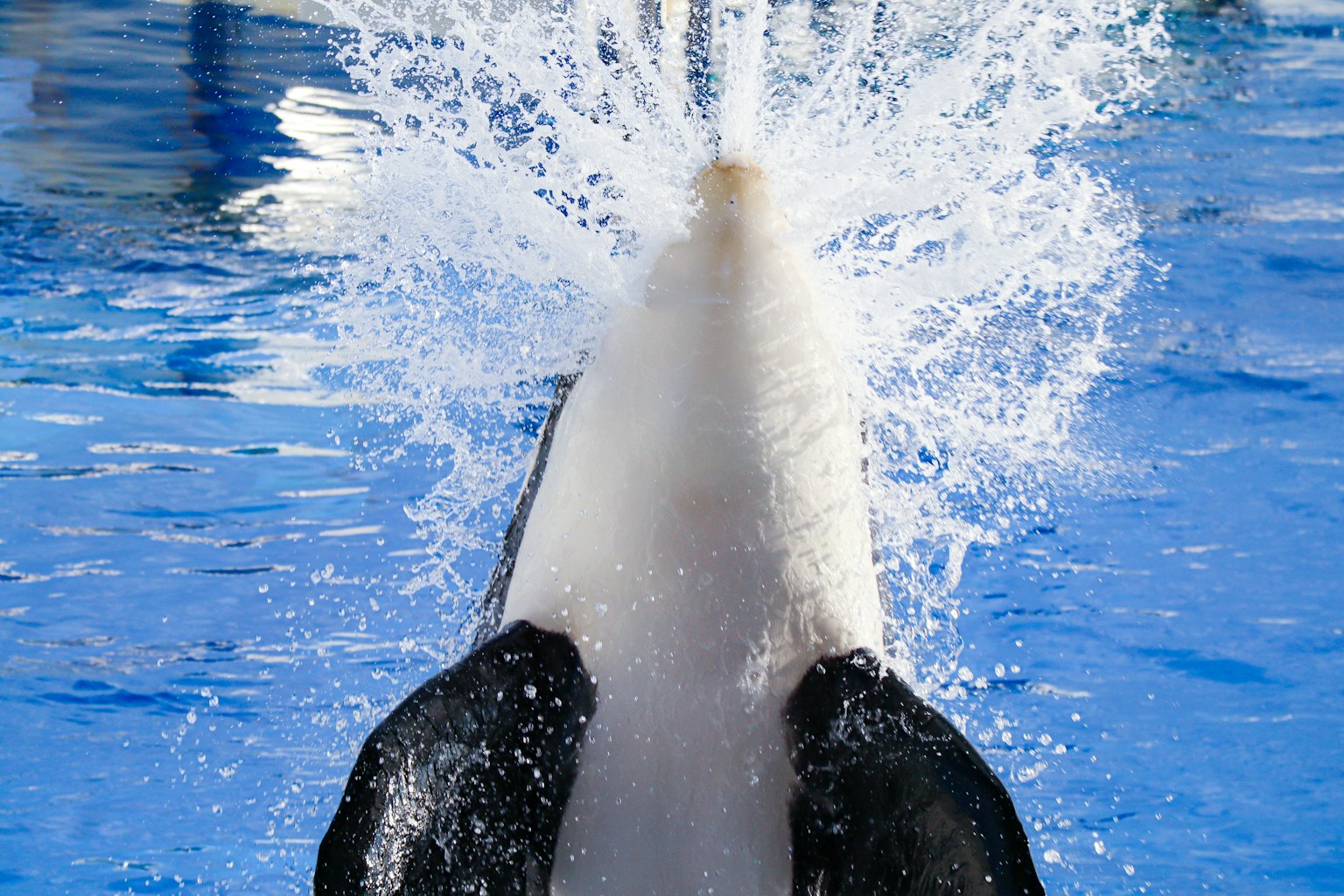 Orca jumping and splashing water in a blue pool