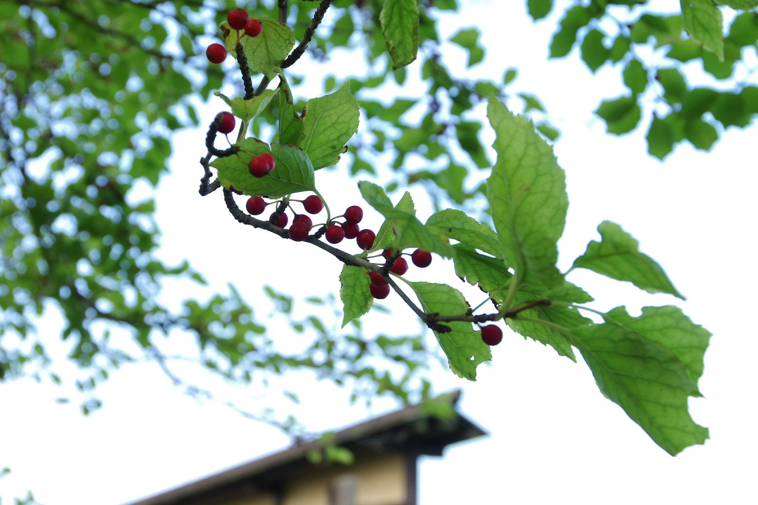 Close-up of a branch with red berries and green leaves