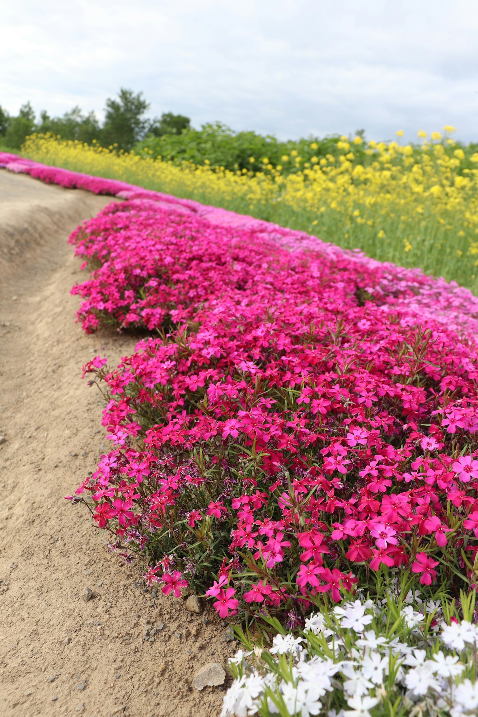 A colorful landscape featuring blooming flowers in pink and white along a path with a green background