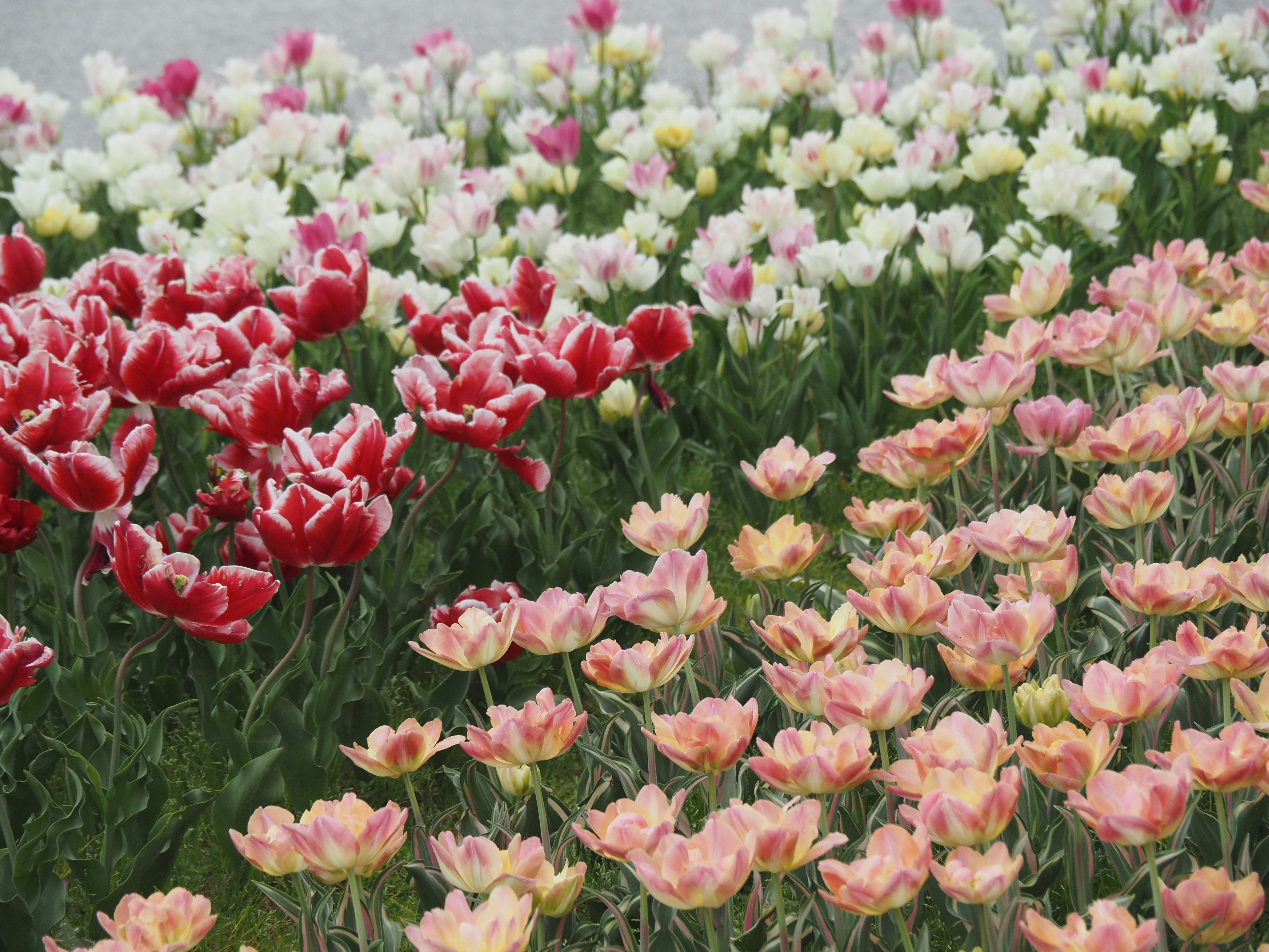 Bunte Tulpen und Blumen blühen in einem Garten