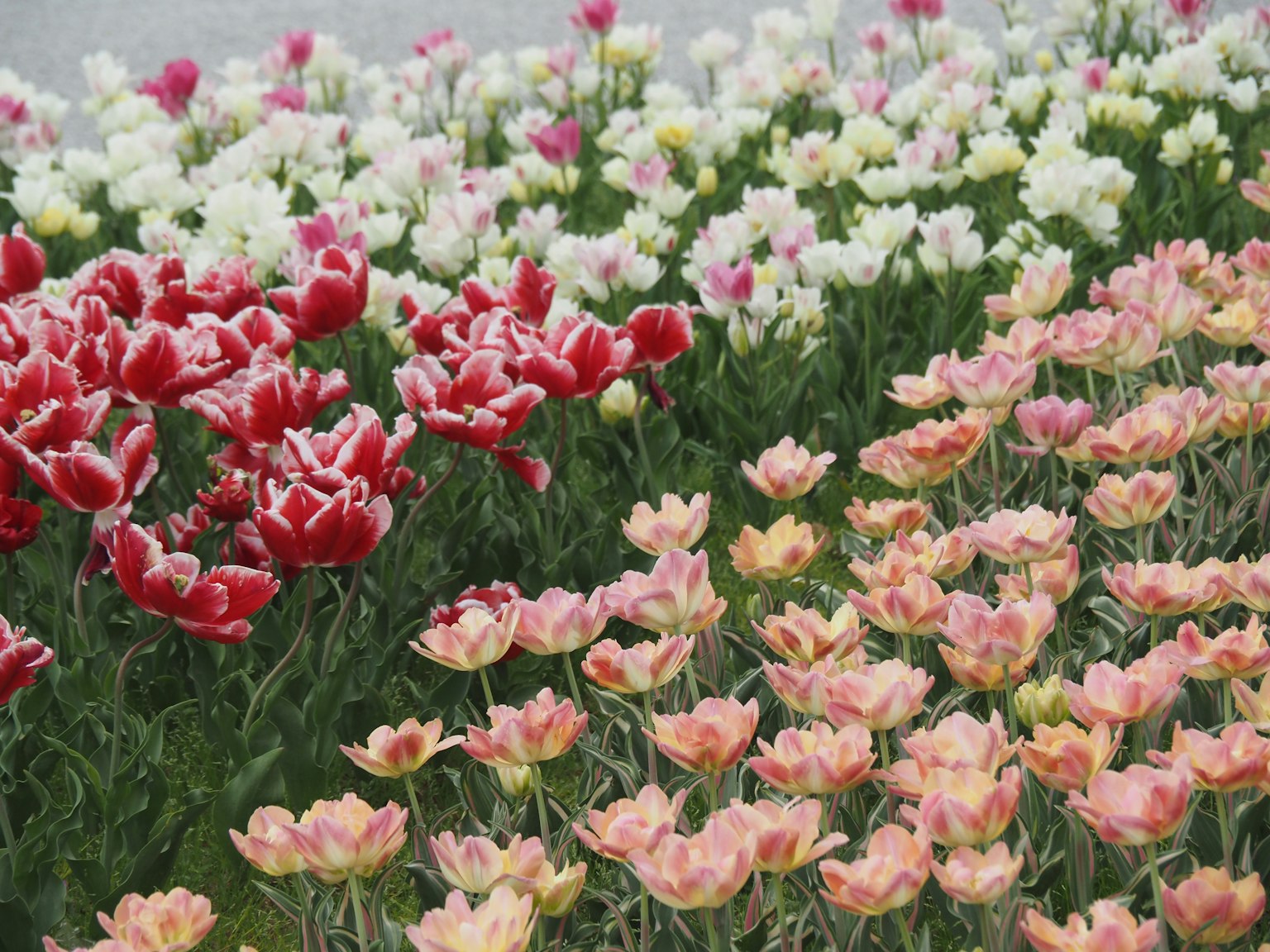 Bunte Tulpen und Blumen blühen in einem Garten