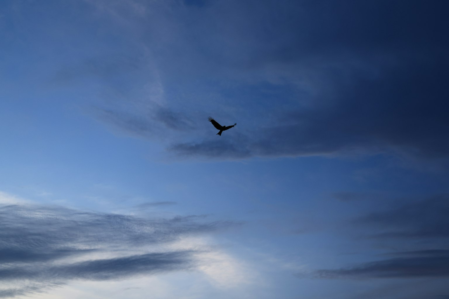 Silhouette of a bird soaring in a blue sky