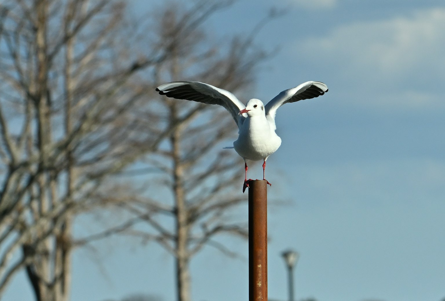 Una gaviota blanca posada en un poste con las alas extendidas