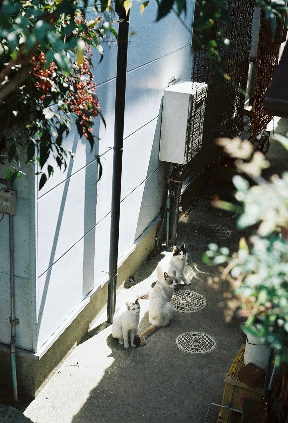 路地の壁際に並ぶ猫と植木鉢のある小さな通路