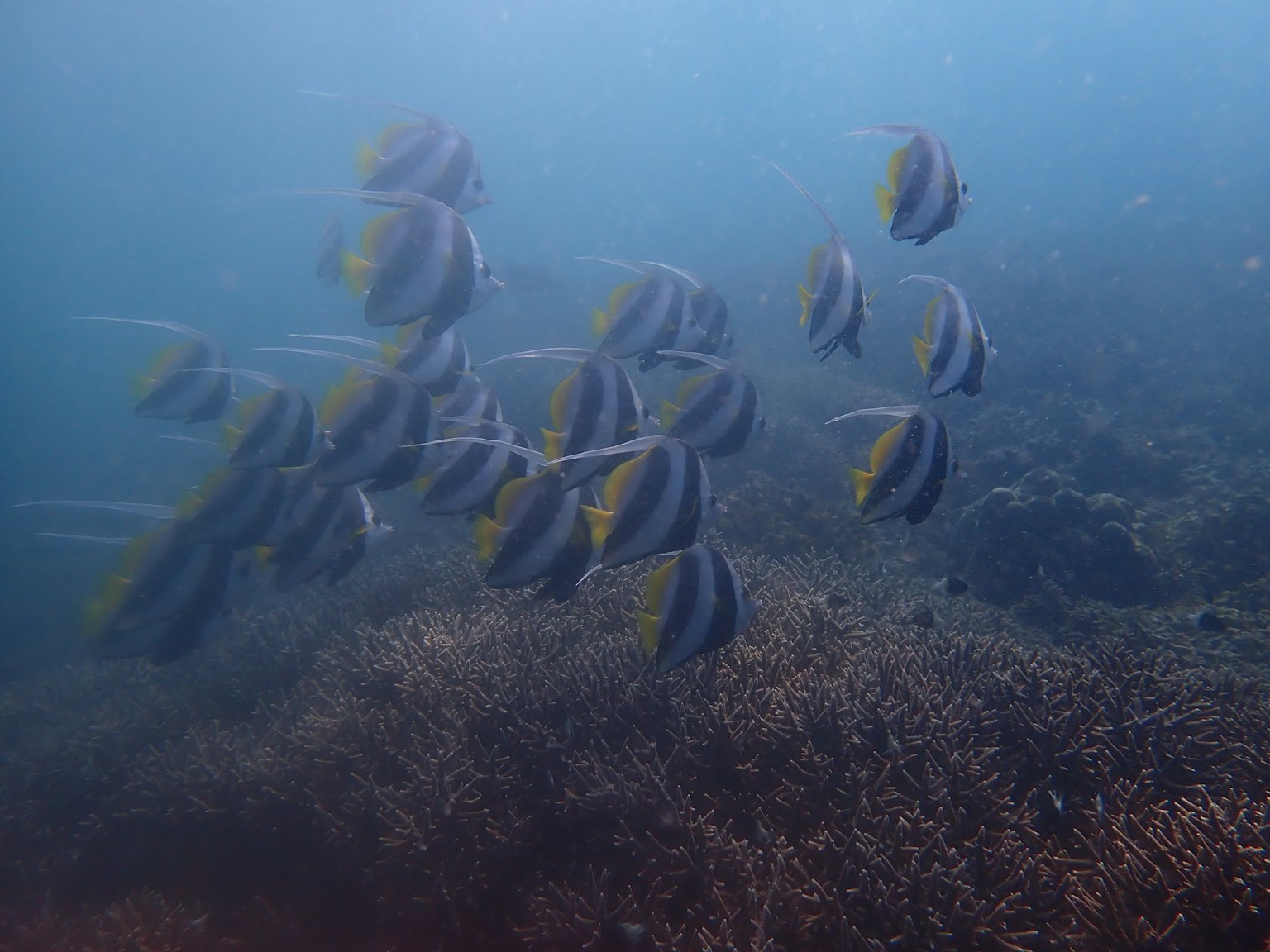 在藍色水域中游動的魚群與珊瑚礁背景