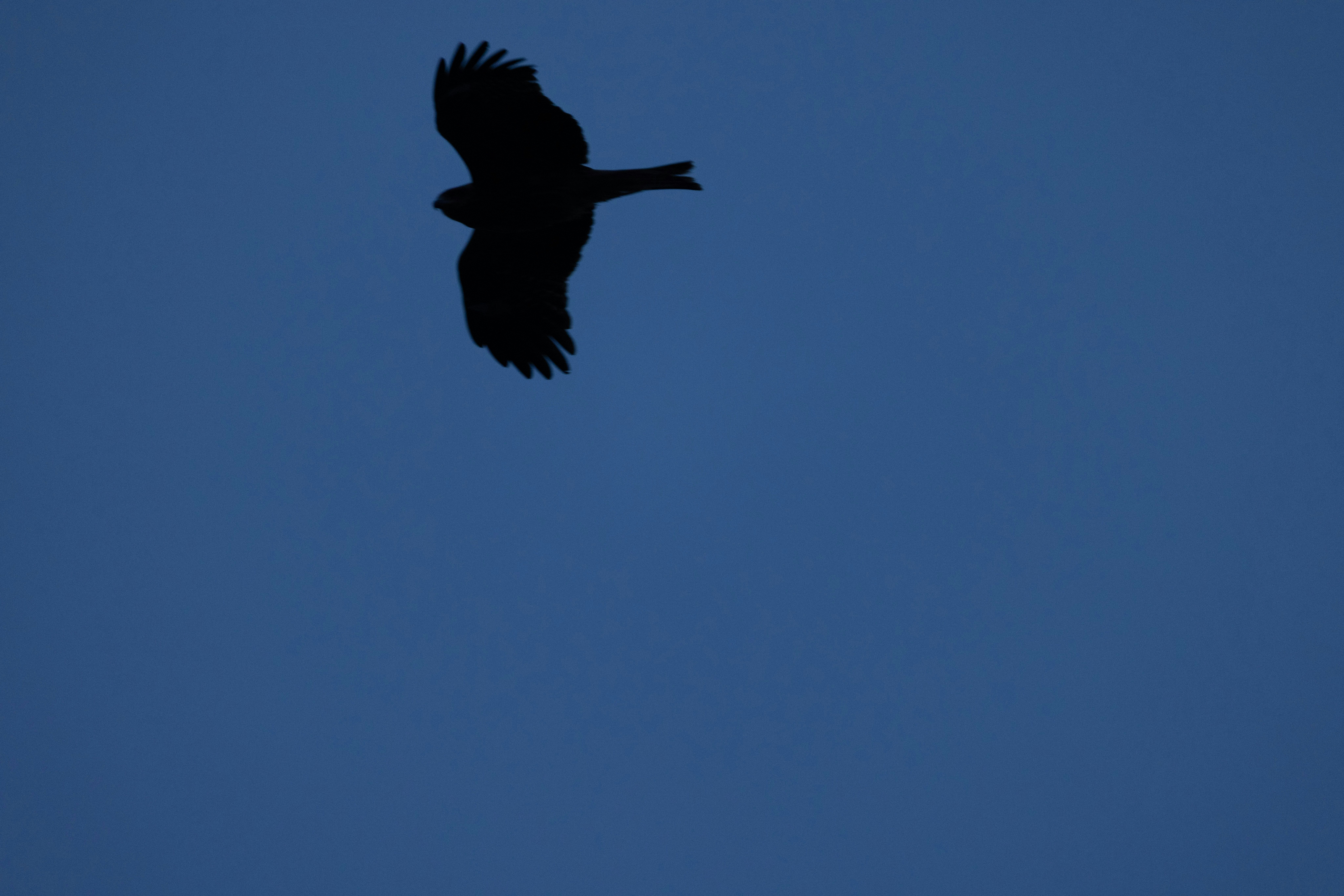 青空を飛ぶ鳥のシルエット