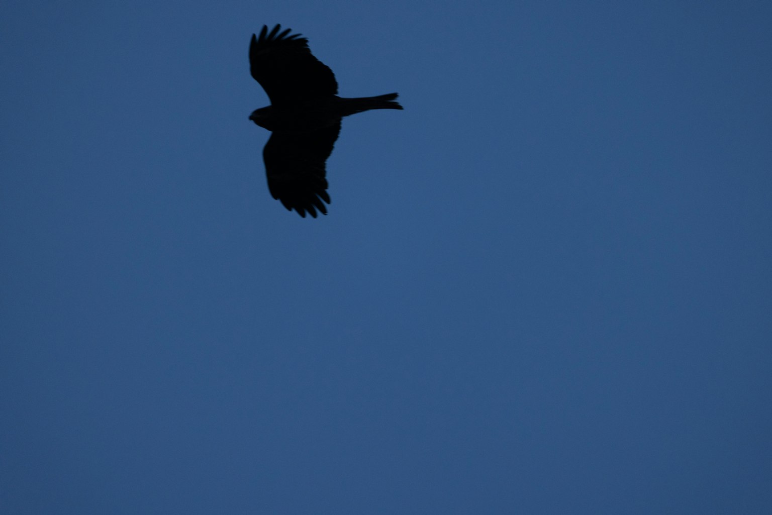 Silhouette di un uccello che vola contro un cielo blu
