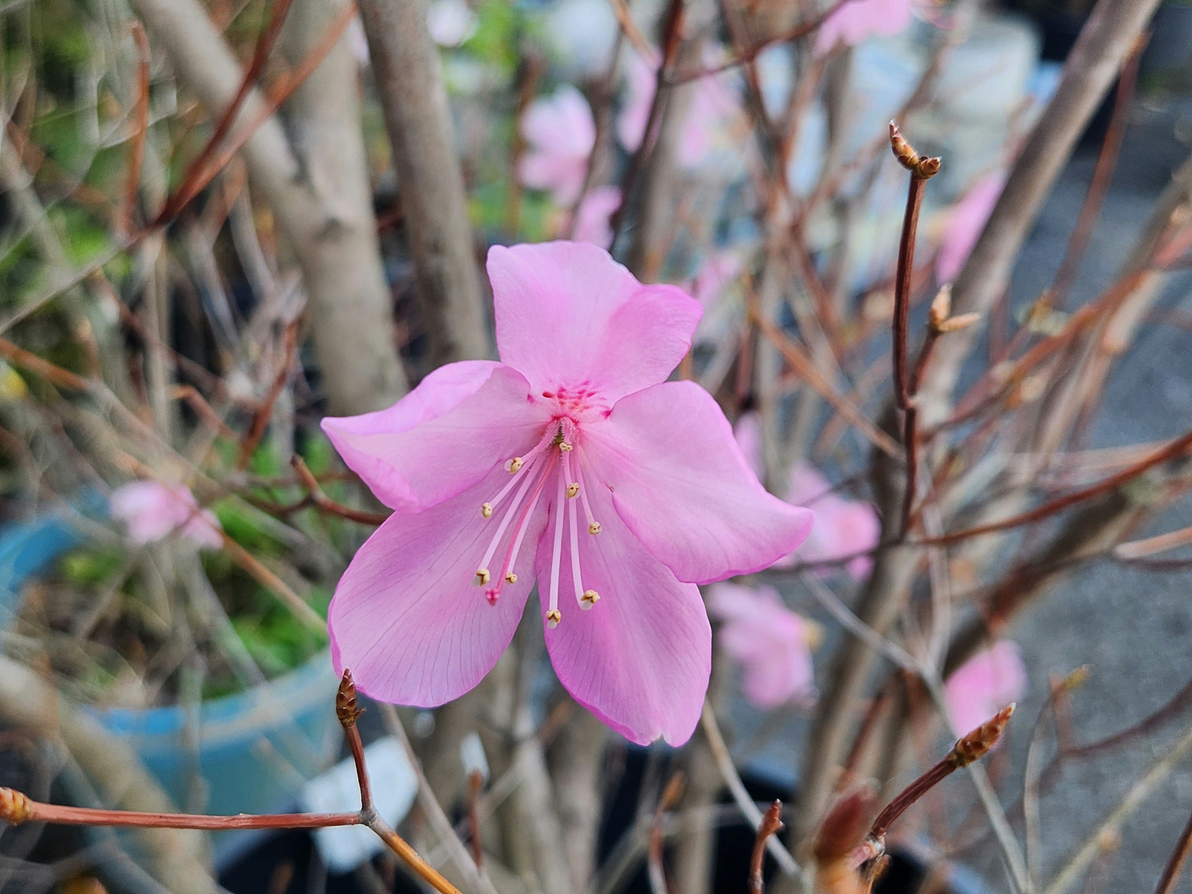 ピンクのヤシオツツジの花が咲く春の花見の風景