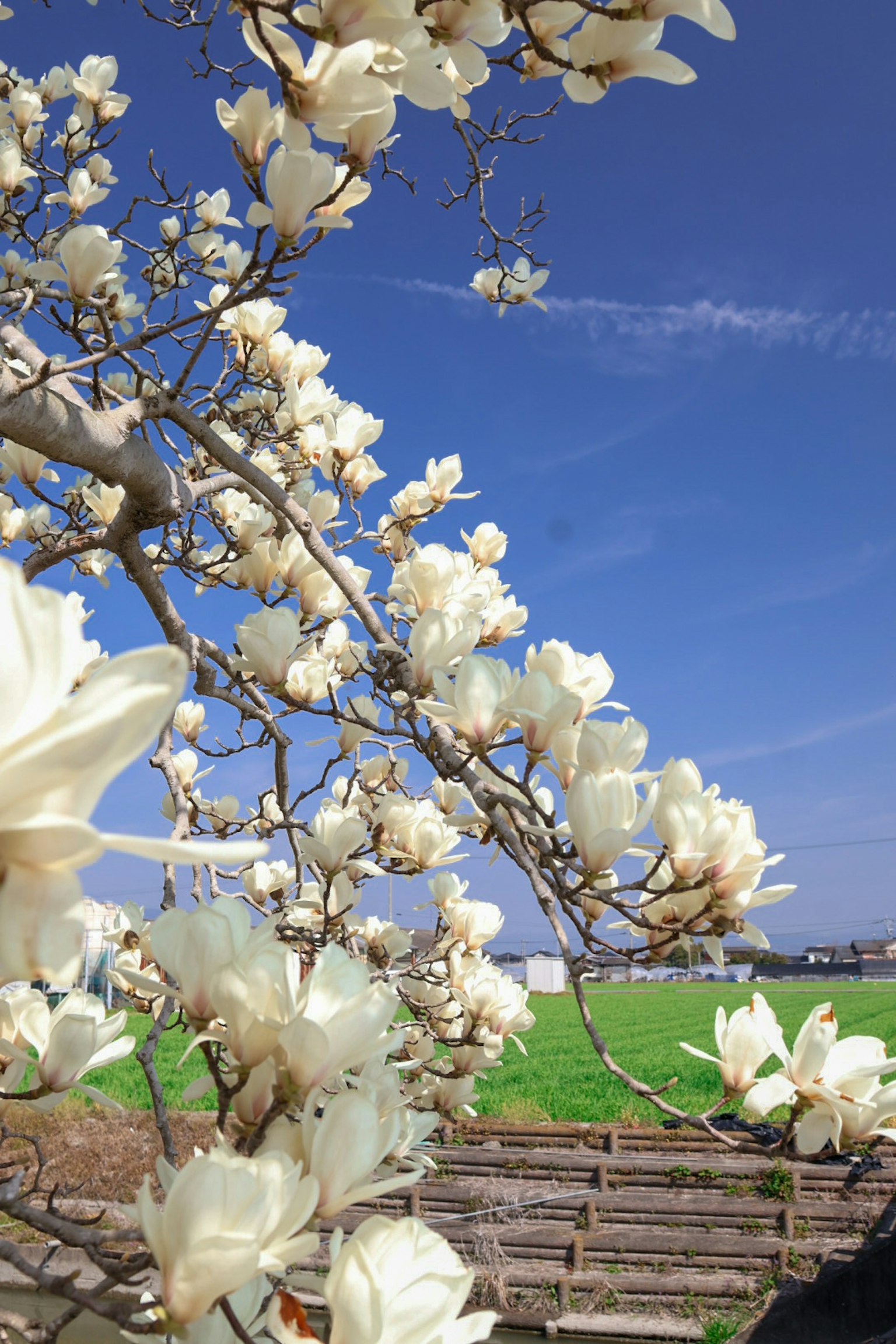 Ramo di fiori di magnolia bianchi contro un cielo blu