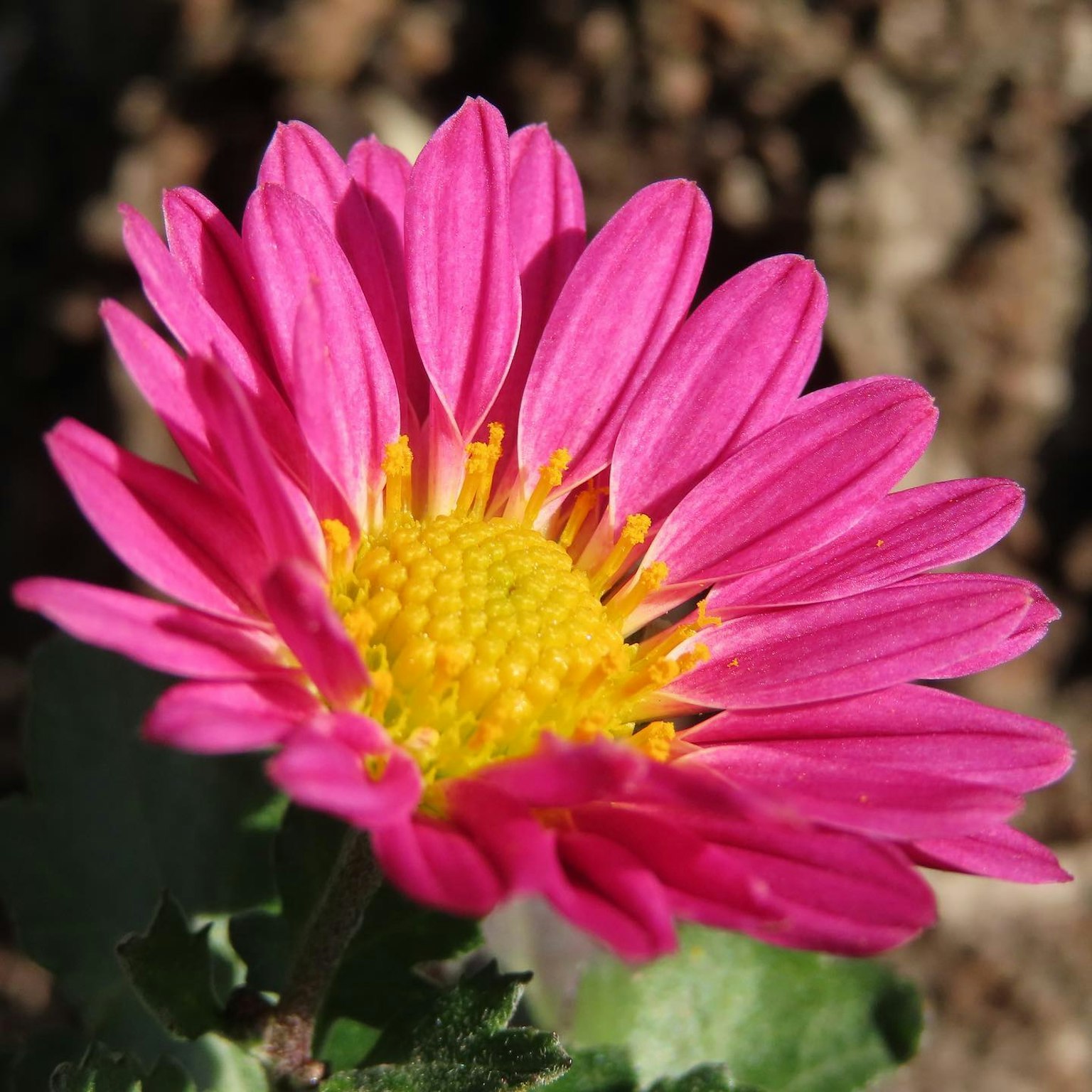 Primo piano di un fiore con petali rosa vivaci