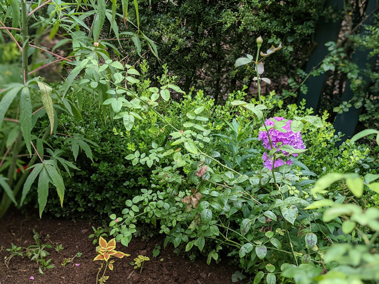 Lush garden area featuring green foliage and a purple flower