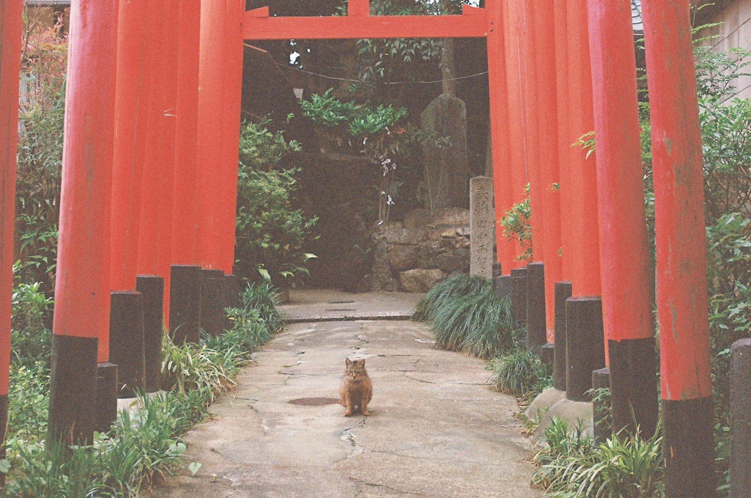 Kucing yang berjalan melalui gerbang torii merah di lingkungan yang tenang